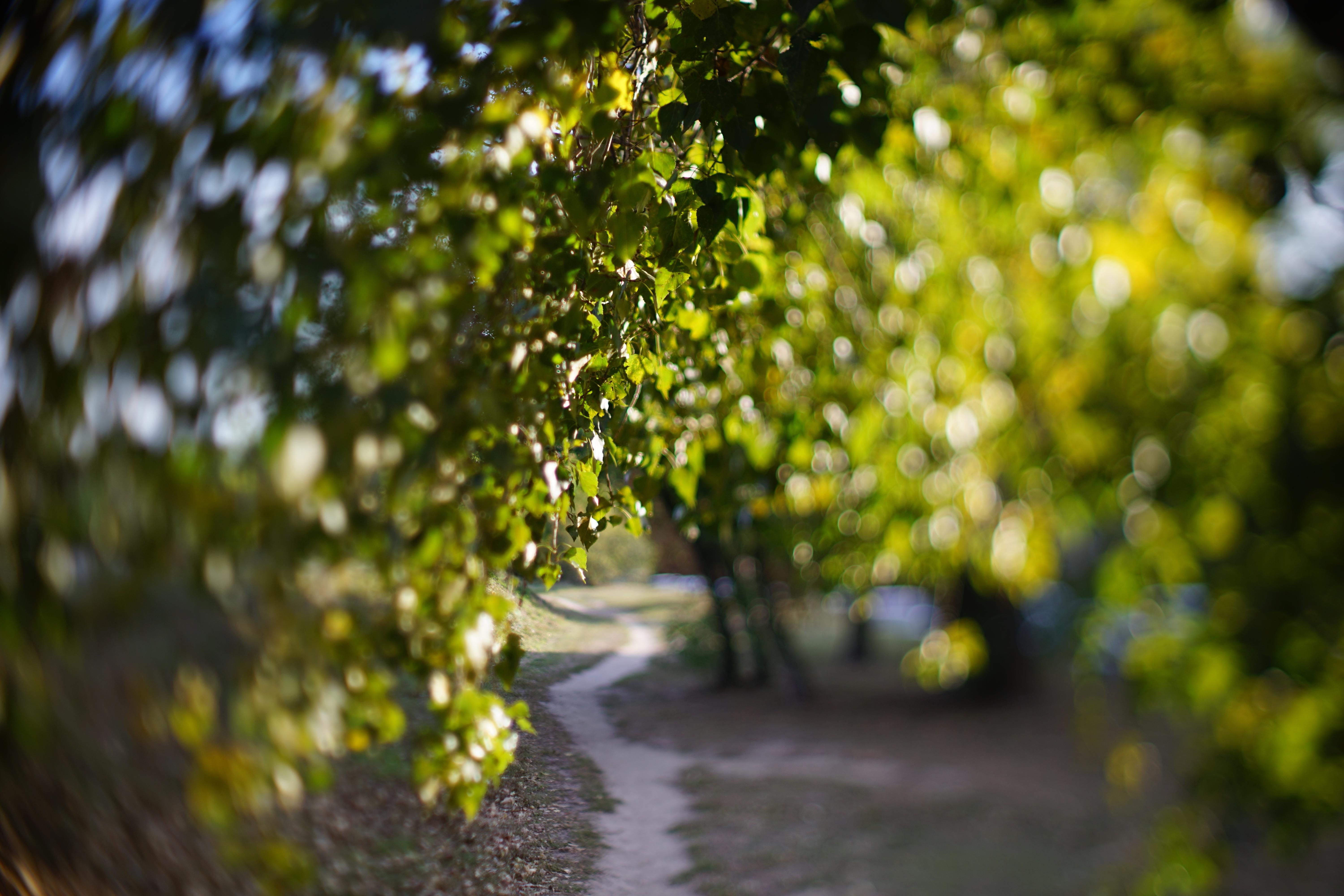 Sunlit pathway through a park, partially obscured by overhanging green leaves with a soft focus effect. Dappled sunlight creates patches of light and shadow on the path, which curves into the distance, surrounded by grass and trees.