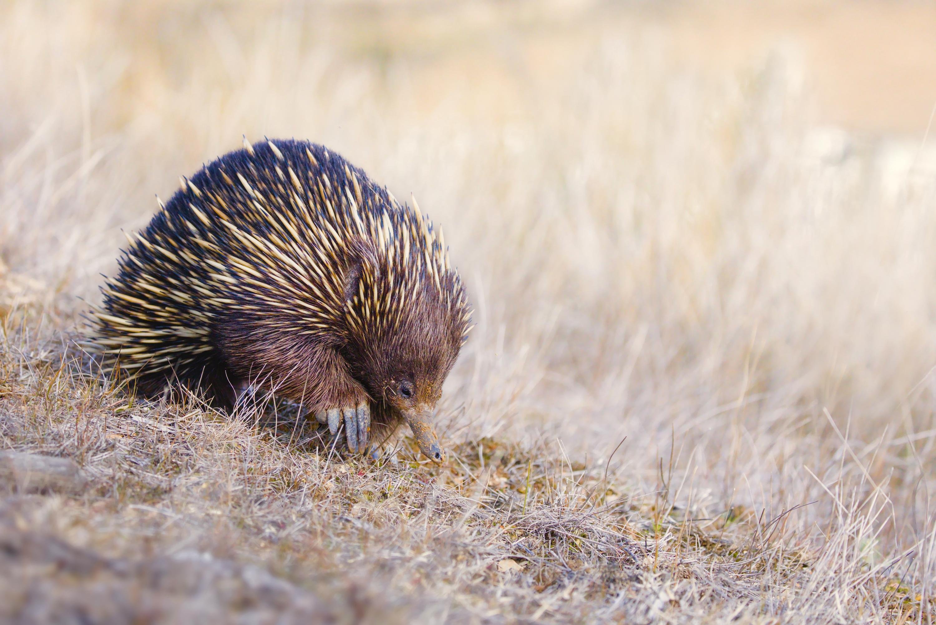 A short-beaked echidna walking across dry, pale grass, shown in side view with spines visible and a blurred beige background.