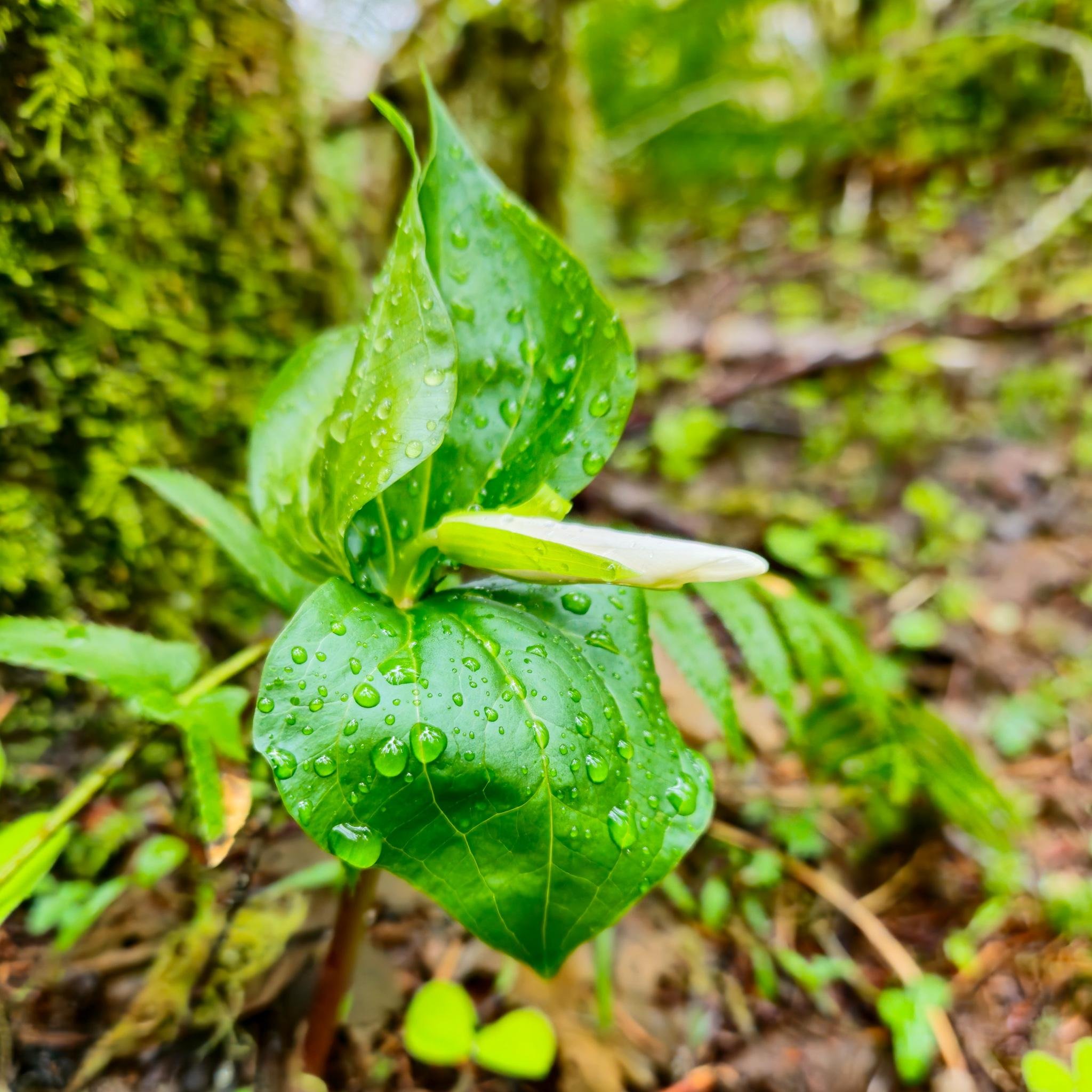 The image shows a close-up of a plant with large, vibrant green leaves that have droplets of water on them. The background is a natural outdoor setting, likely a forest or wooded area, with moss and other greenery. The overall scene has a fresh and lively atmosphere, suggesting the plant might have recently been in the rain.