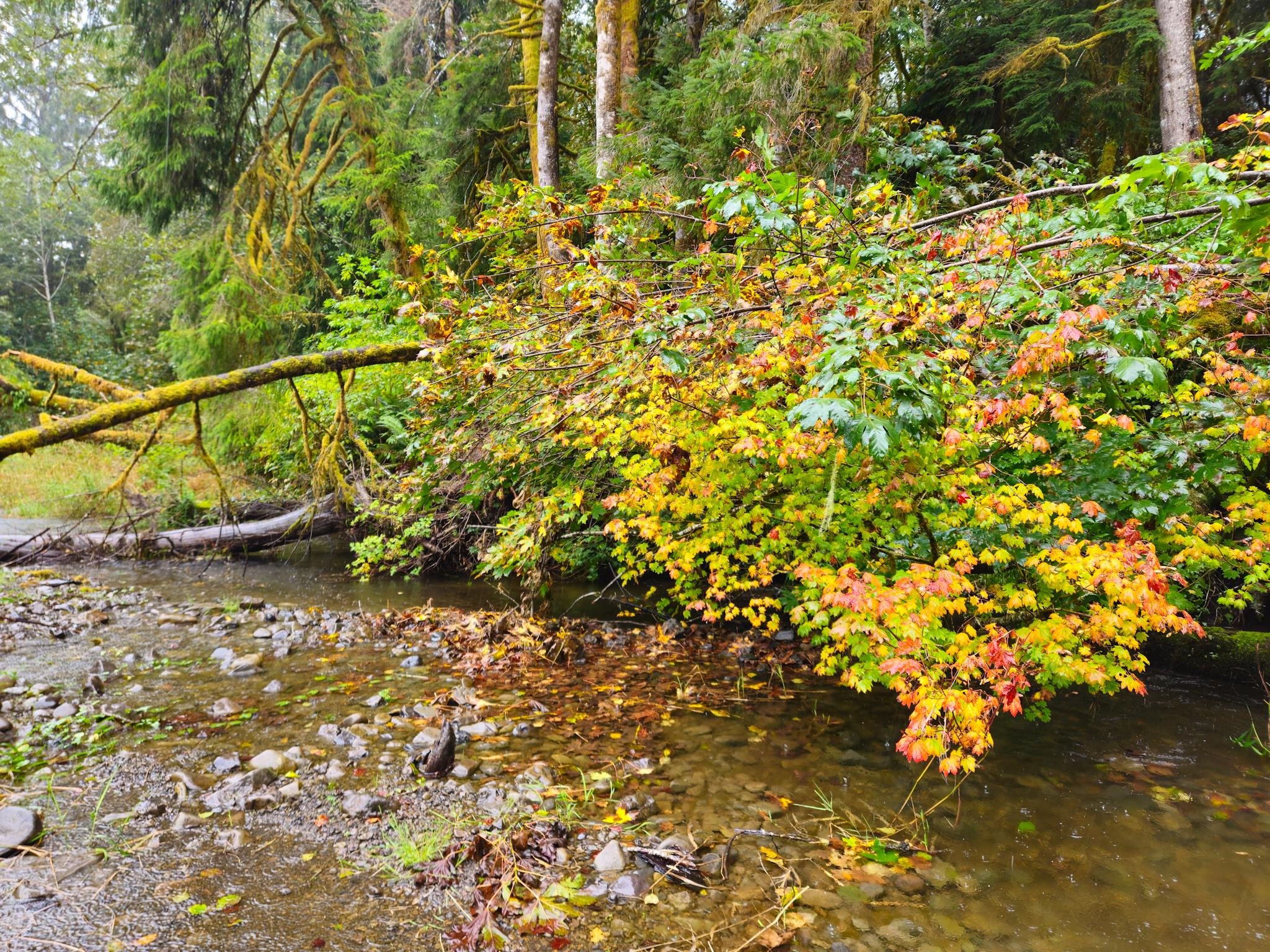 Shallow forest stream with a rocky bank, overhung by dense shrubs and branches with green, yellow, and orange leaves; moss-covered trees and a fallen log span the background.