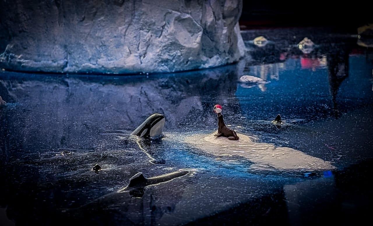 Indoor aquarium exhibit with dark blue water and a rock wall backdrop; several shark fins and a shark’s head break the surface around a small sandy island where a seal balances a pink ball on its nose.