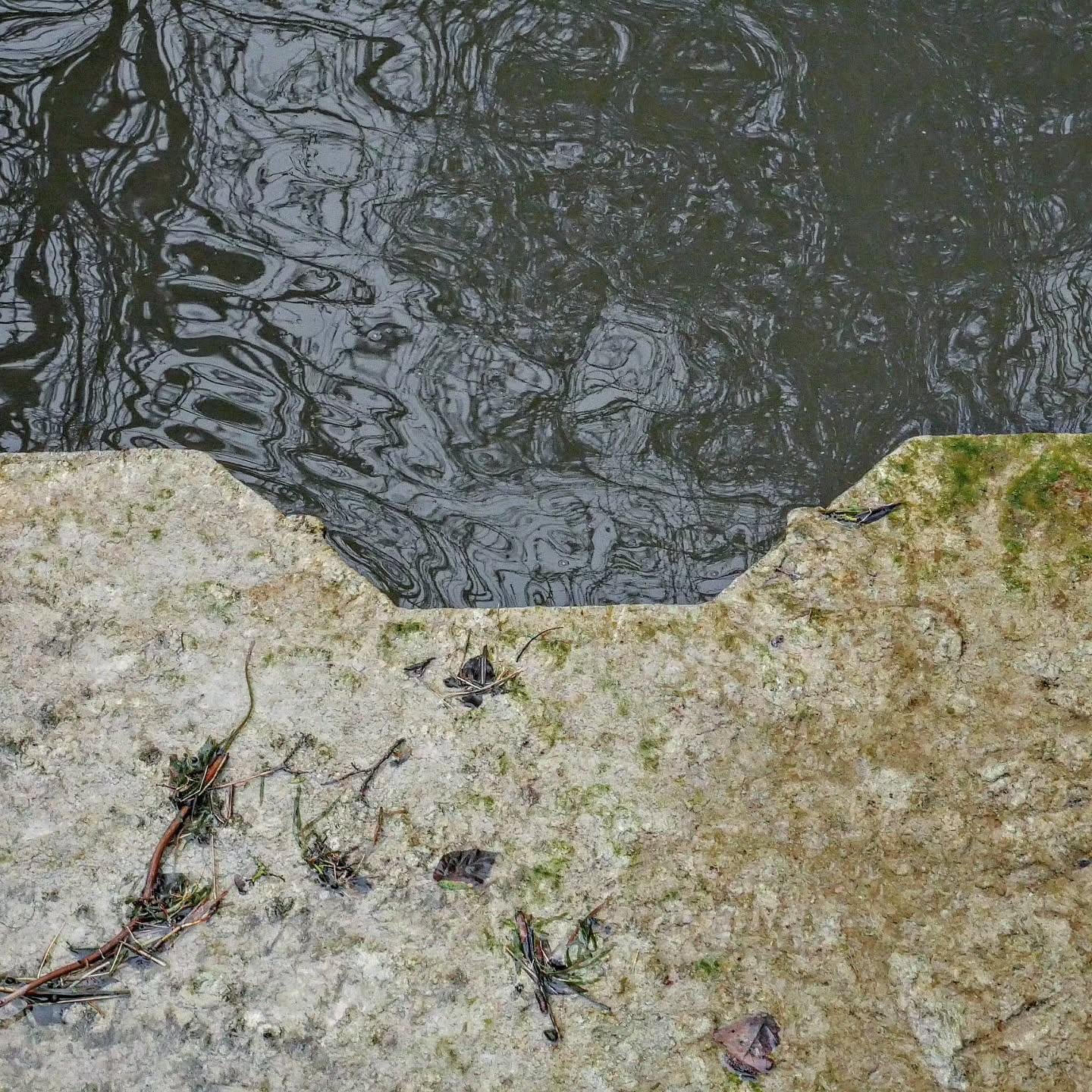 The image shows the edge of a concrete surface next to a body of water. The concrete has an irregular shape, and there are water, some small plants and dirt on its surface. The water is dark and has reflections, from the surrounding environment such as trees.