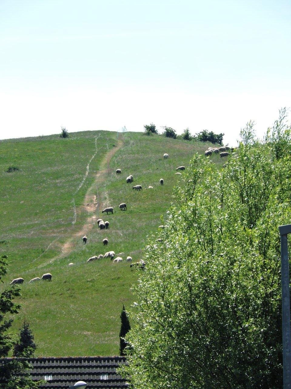 Sheep grazing on a grassy hillside with a dirt path running diagonally across. The scene is partially framed by green bushes and trees on the right and foreground. The sky is clear and blue, and a tiled roof is visible at the bottom edge.