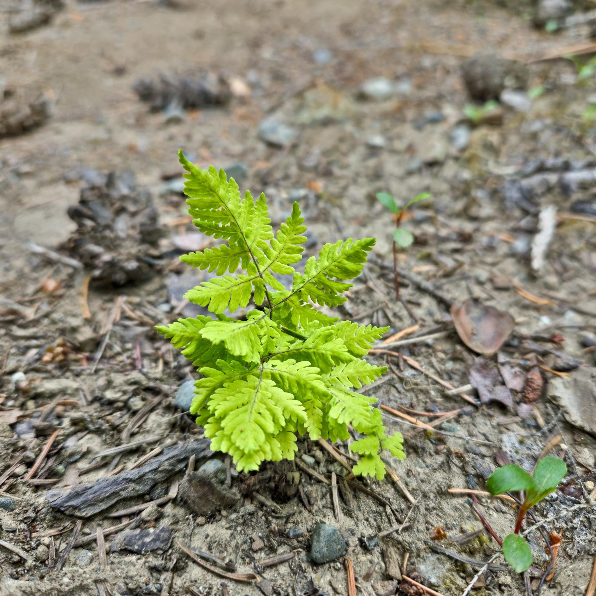 Small green fern growing in a dirt and gravel area, surrounded by scattered dry leaves and pinecones. Sparse patches of grass and small plants are visible in the background.