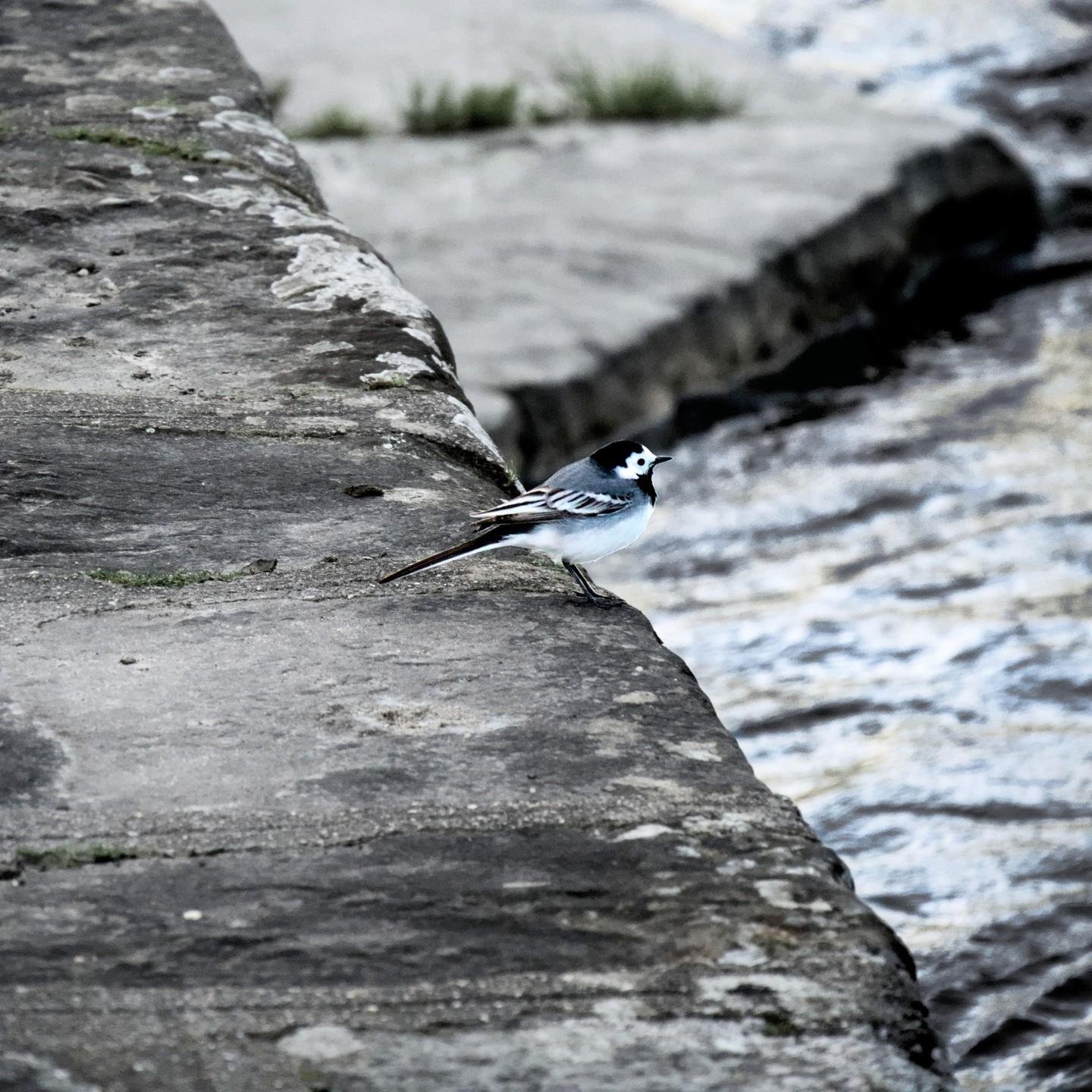 The image shows a small bird with a black and white pattern standing on a stone ledge near water. The bird is likely a wagtail, known for its slender body and long tail. The setting is outdoors, possibly near a river or stream.