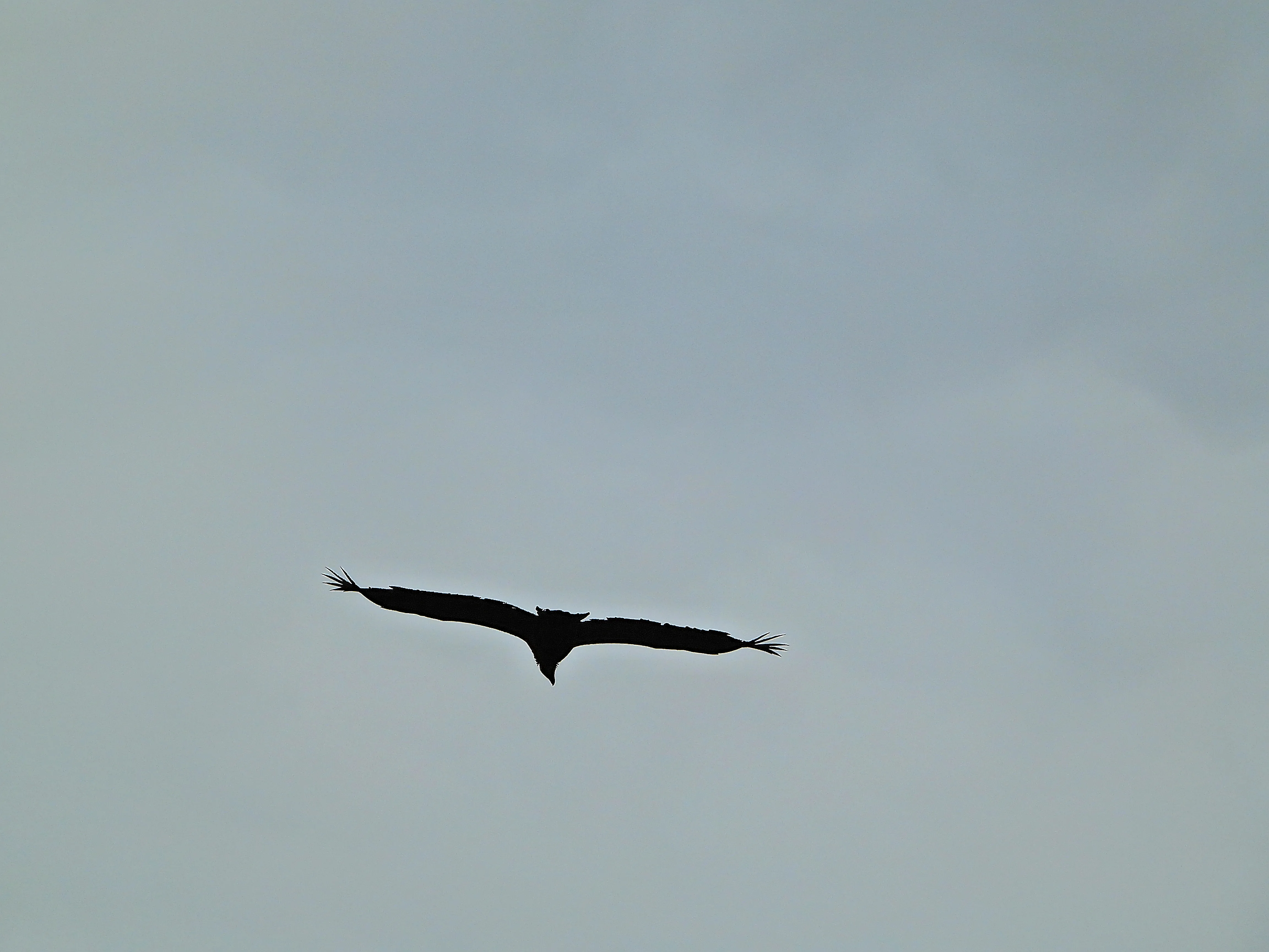 header profile
