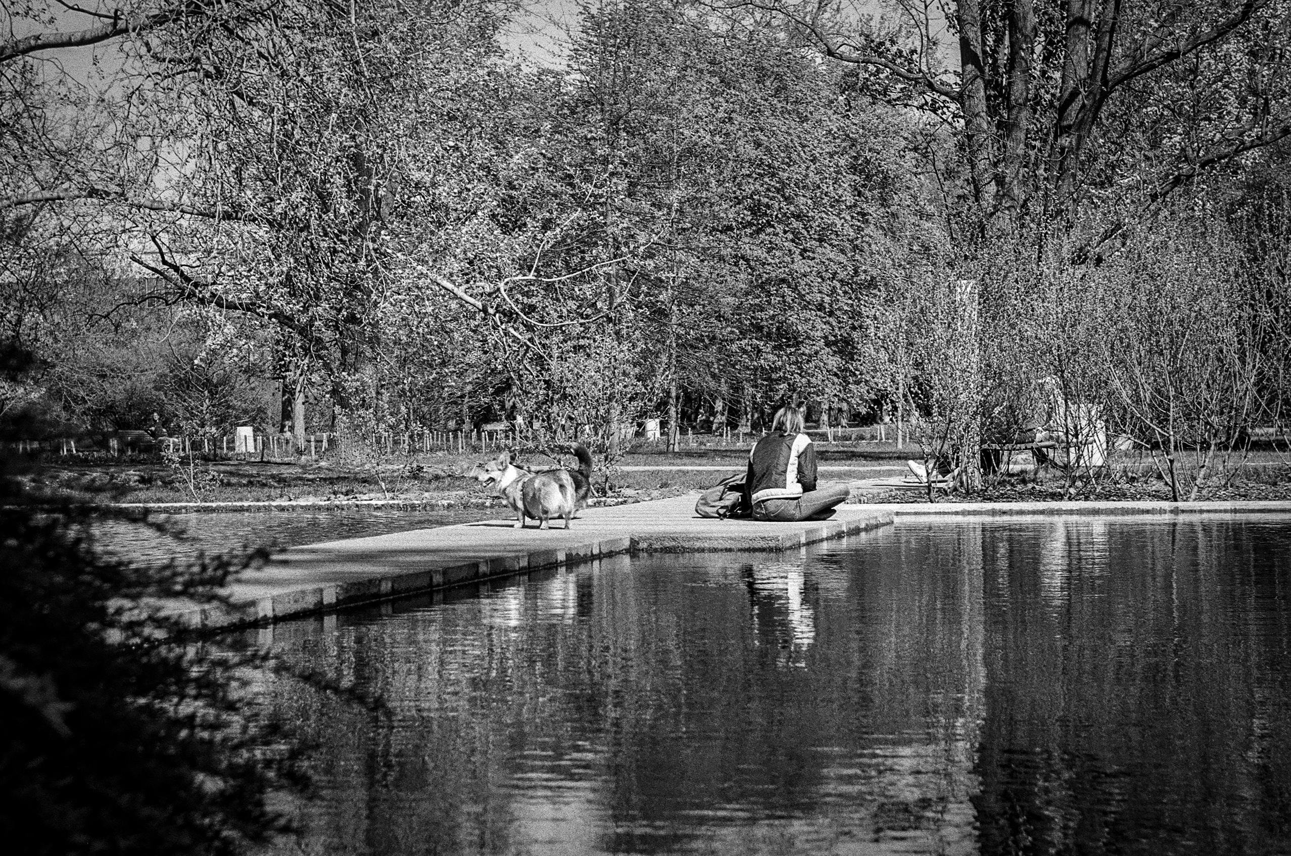 B&W film photo of a woman sitting on a wooden deck next to a pond in a park. There are two dogs walking around next to her