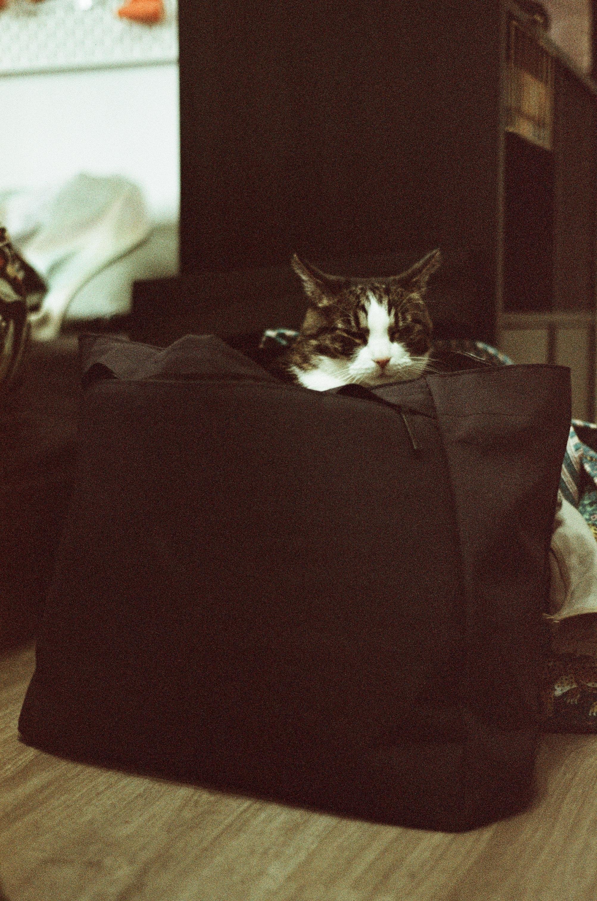 A photo of a piebald cat's head sticking out of a black tote bag propped on a floor