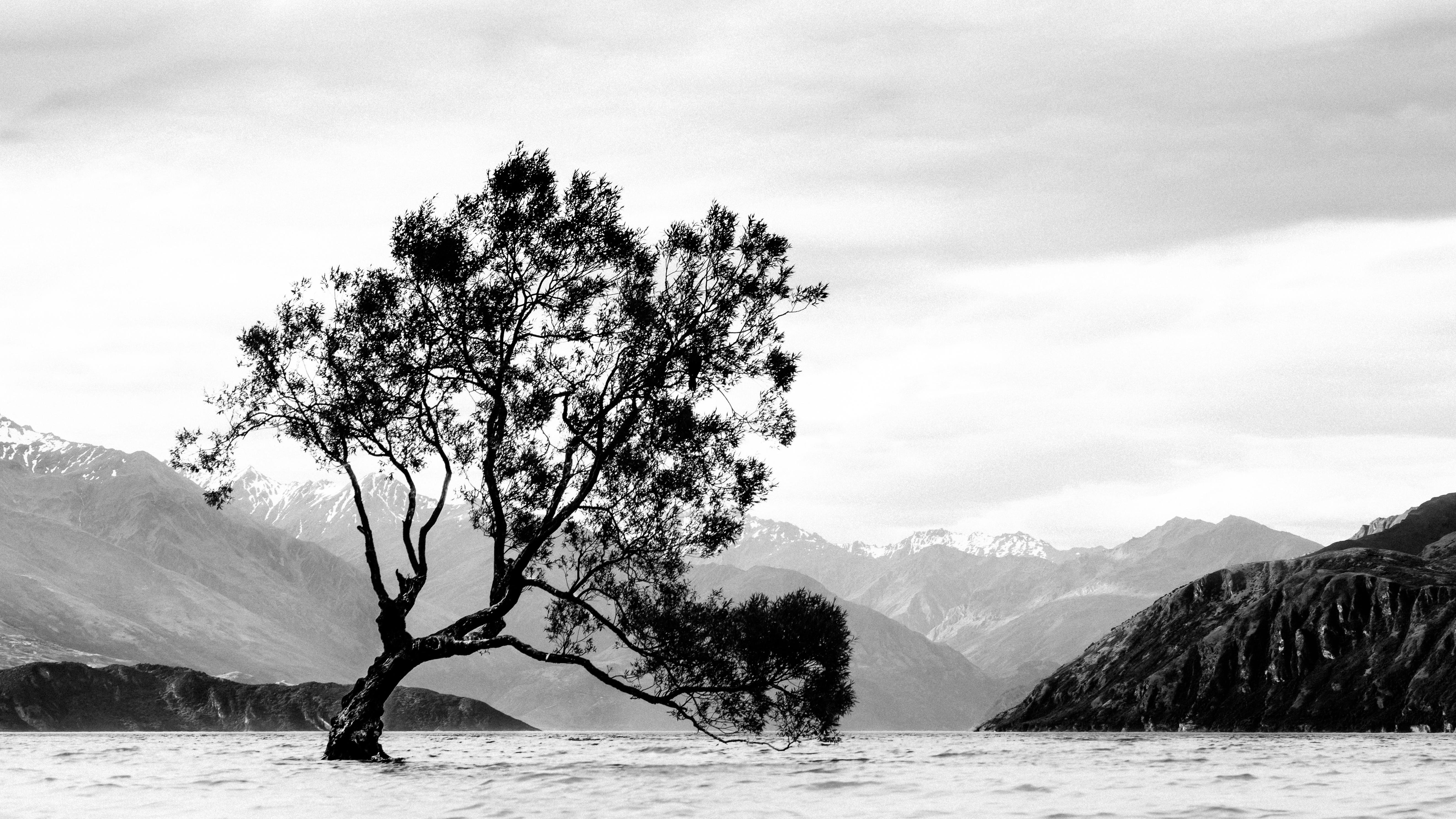 Lone wind-bent tree growing from shallow water in the foreground, with a wide lake and layered mountain ranges in the background under a cloudy sky, in black and white.