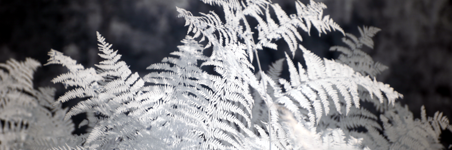 header profile