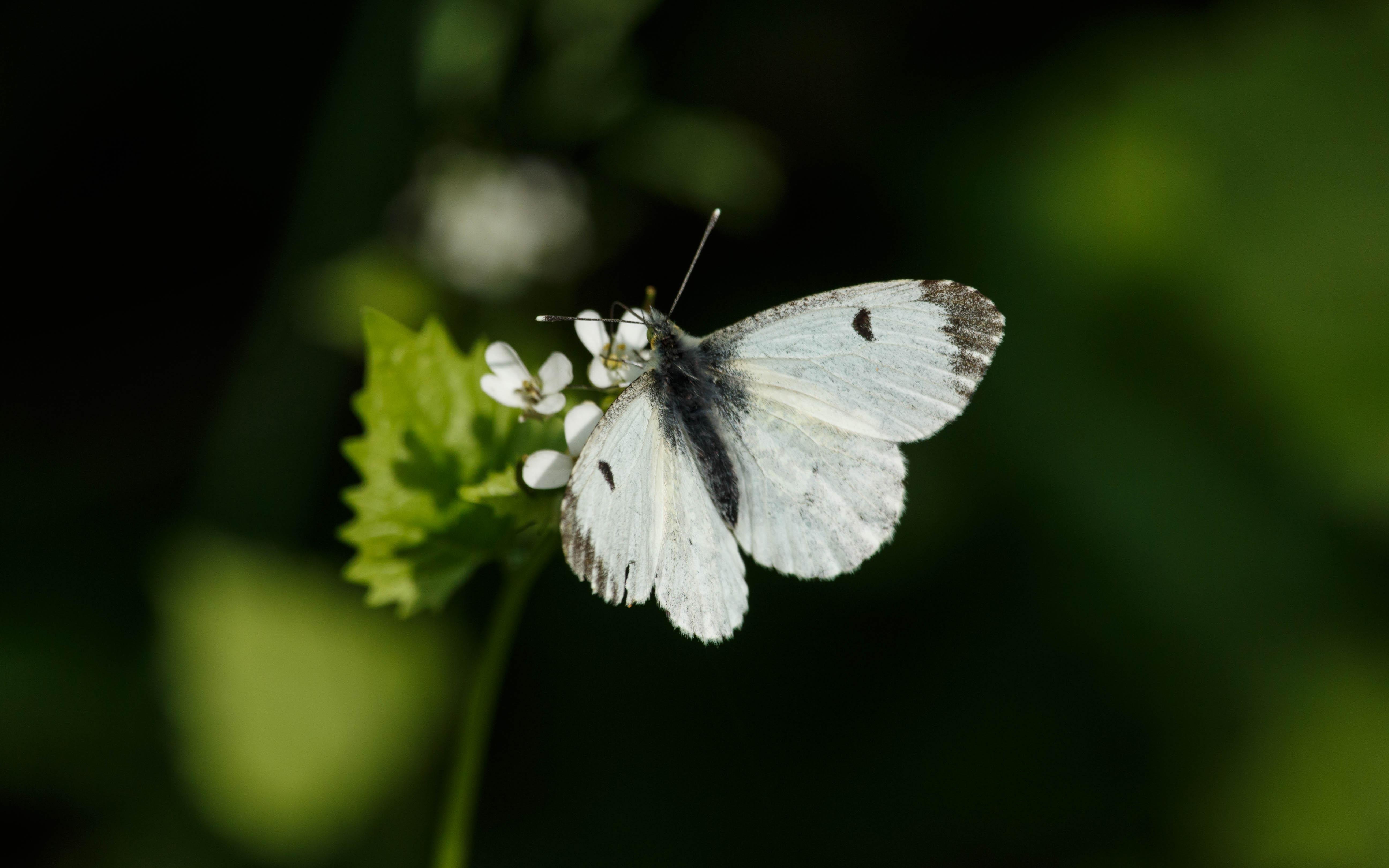 A female orange tip (Anthocaris cardamines) feeding on garlic mustard (Alliaria petiolata).