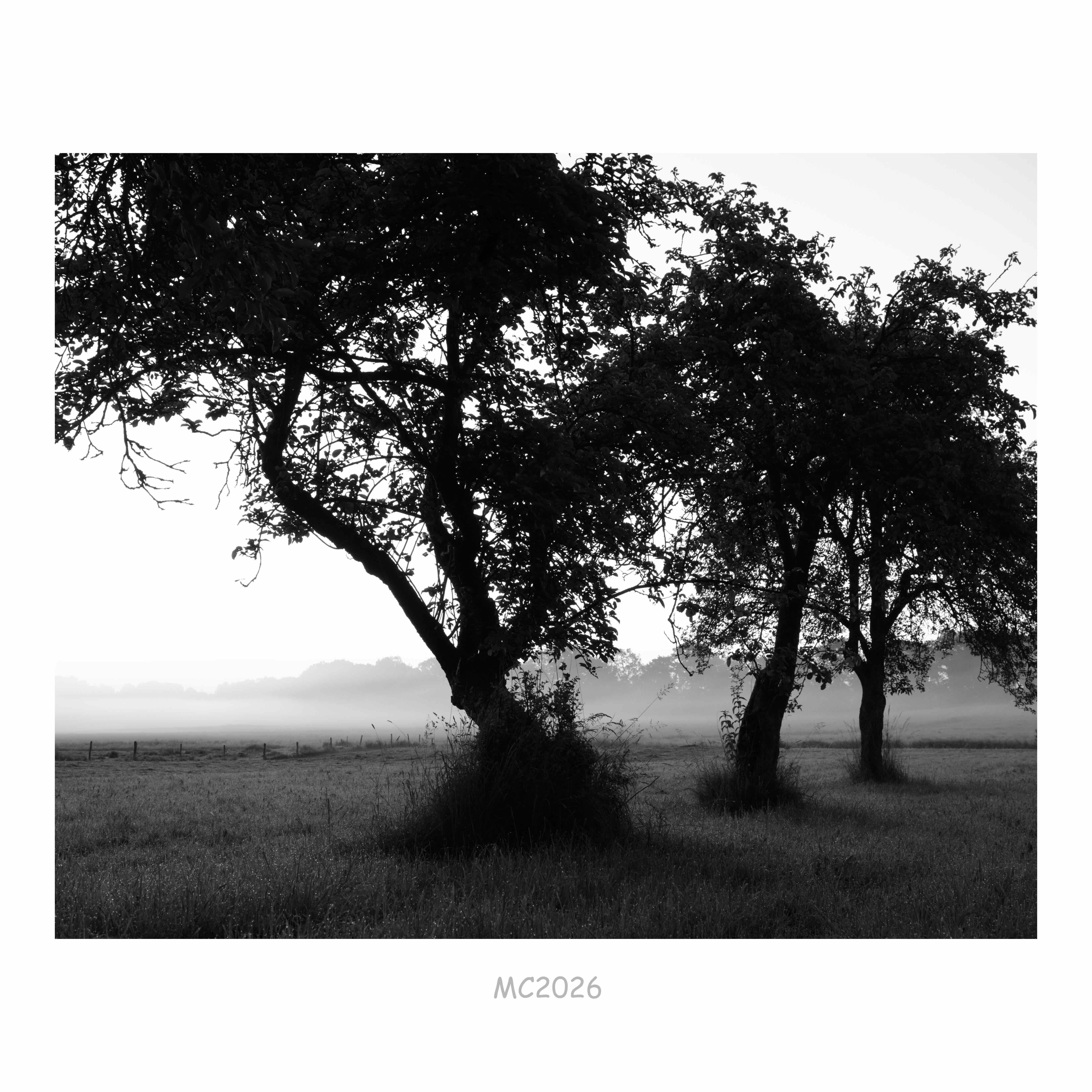 Black-and-white landscape with three trees in the foreground, their trunks and branches silhouetted against a pale sky above a grassy field with low mist and a distant tree line.