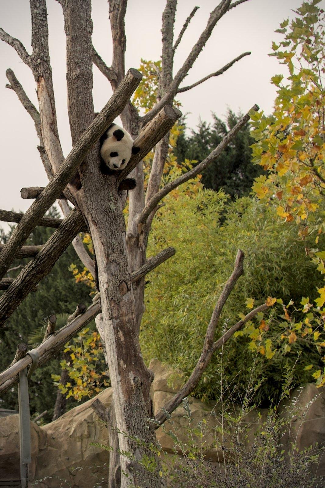 Un panda qui dors en haut d’un arbre mort dans une position improbable