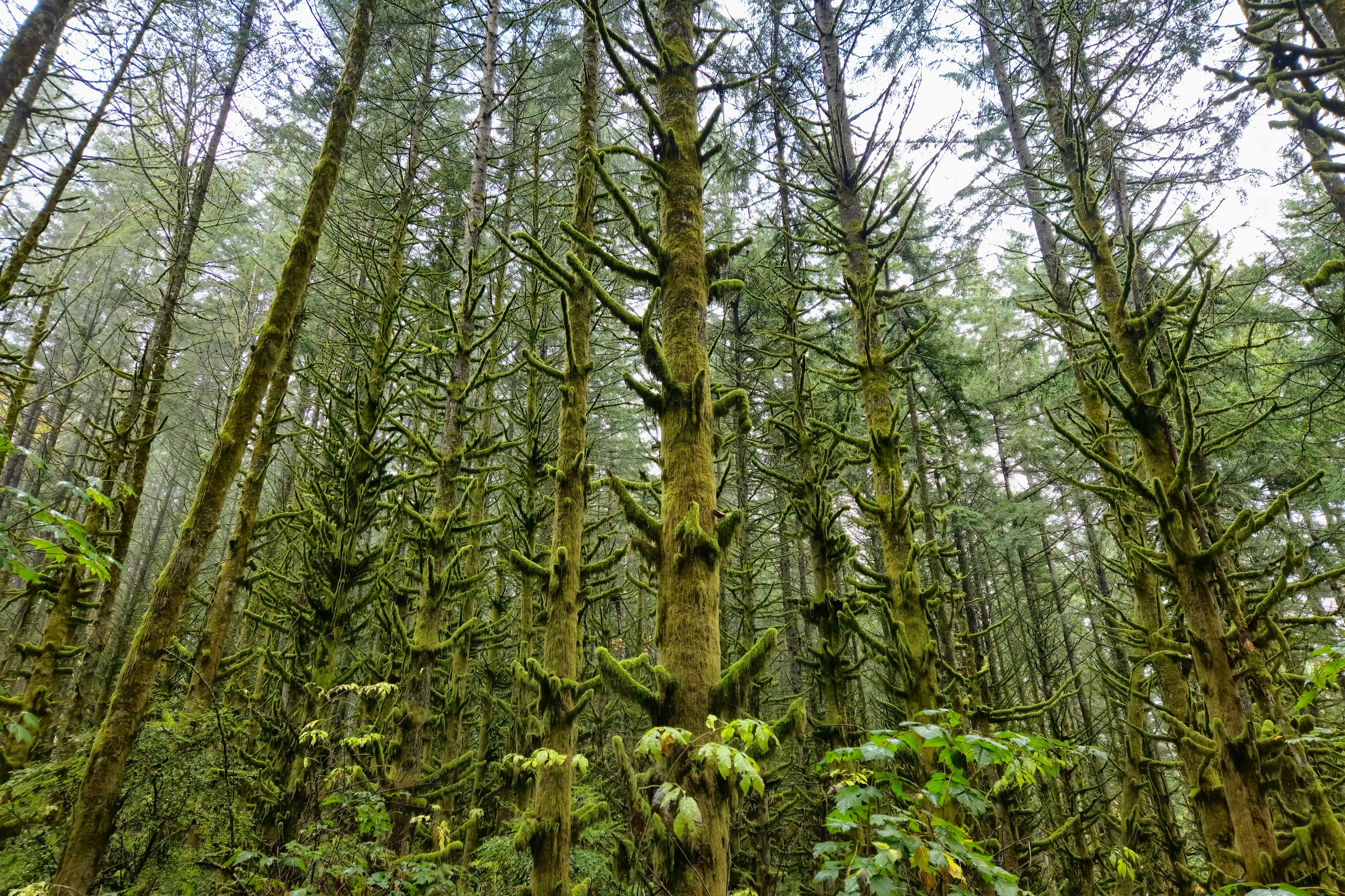 The image shows a dense forest with tall trees covered in green moss. The trees have an uneven bark texture, and the forest floor is also populated with smaller plants and vegetation. The scene suggests a humid, possibly temperate rainforest environment.