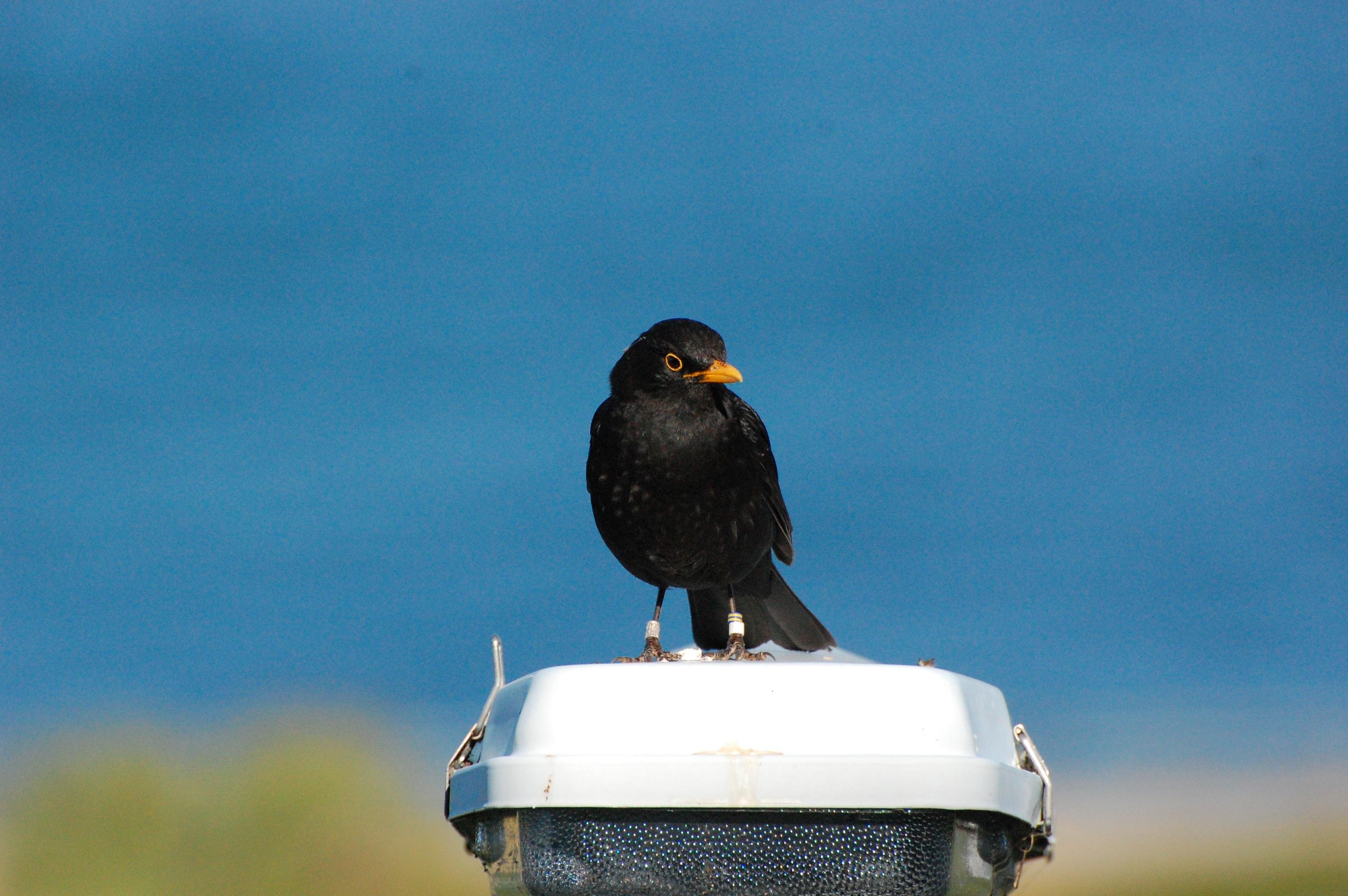 A blackbird perched on top of a street lantern in front of a blue background