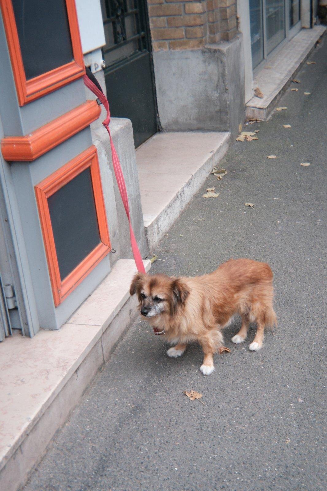Photo format portrait montrant un petit chien attaché par une laisse rouge à un crochet devant la devanture grise et rouge d’un commerce