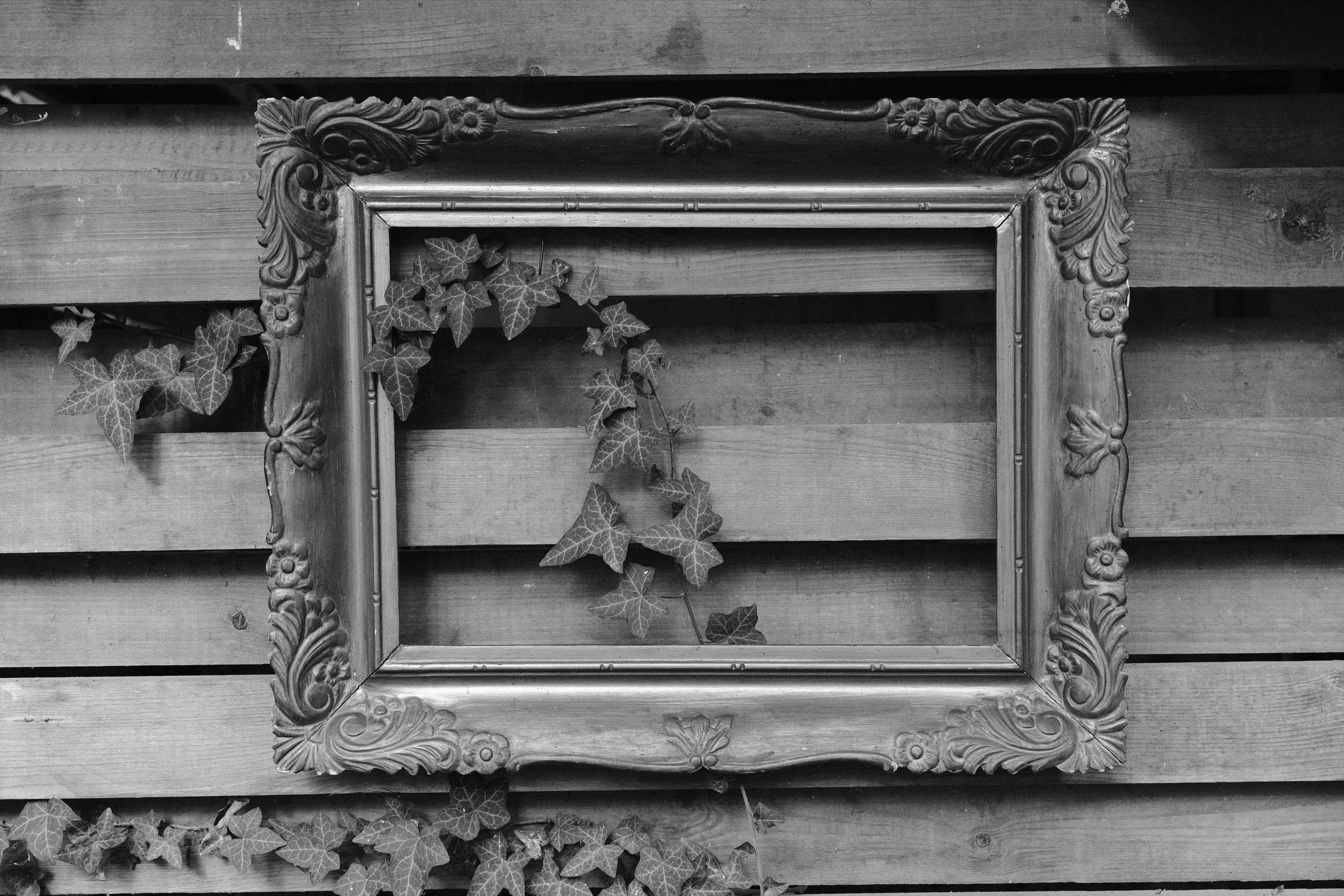 A wooden picture frame decorated with ornaments hangs on the wall of a trash shed made of unplaned wooden slats. The frame is empty; through it, you can see a tendril of ivy winding its way up the wall. Black-and-white photo.