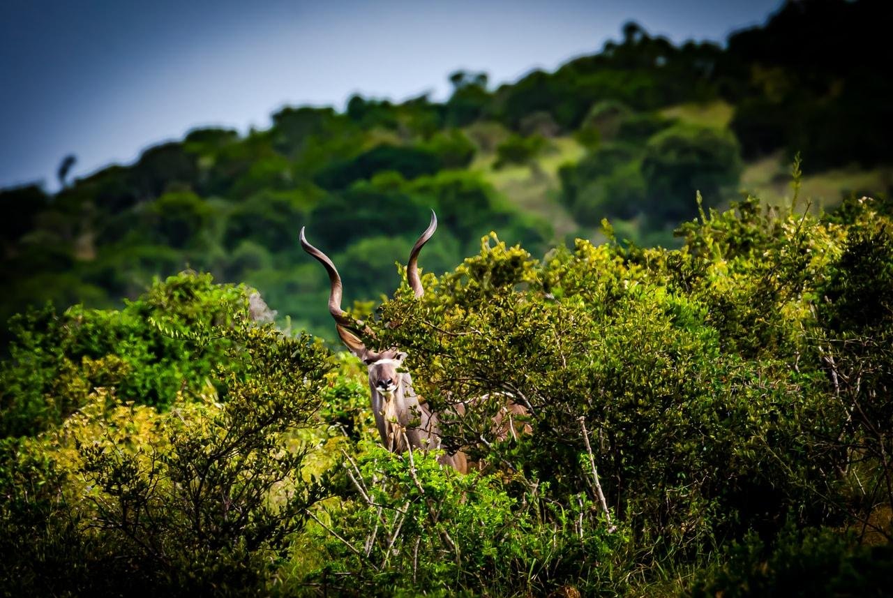 The image shows a kudu, a type of antelope, partially obscured by thick green bushland. Its spiral horns and part of its head are visible above the vegetation. The background features a rich, verdant landscape.