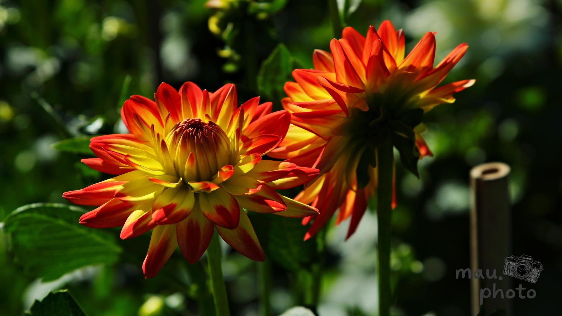 Two red-and-yellow dahlias in sunlight against a dark, blurred green garden background; the left bloom faces forward, the right bloom is angled sideways, with a bamboo stake on the right edge.