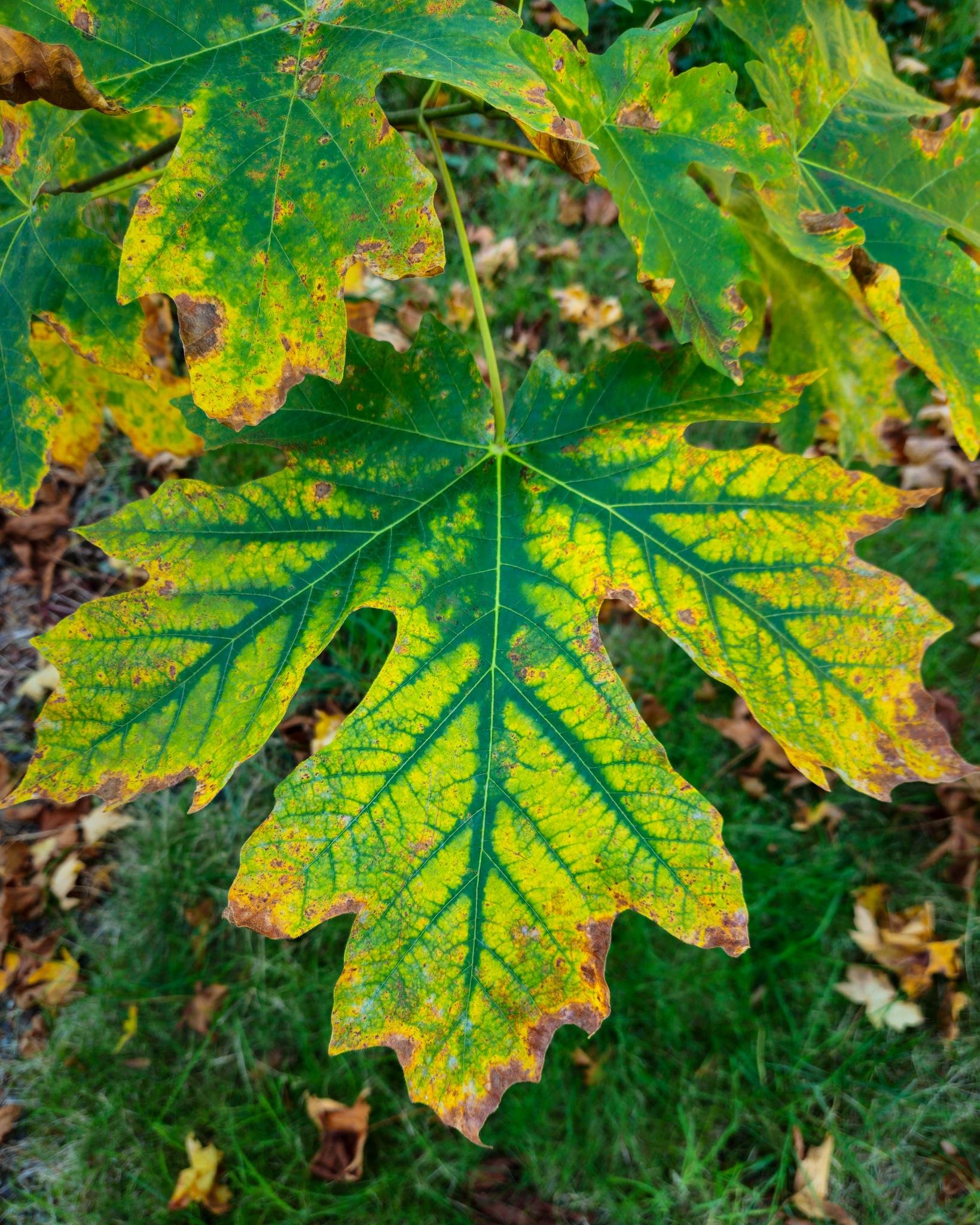 Close-up of a large lobed maple leaf showing yellow-green mottling and brown edges, with other leaves and grass blurred in the background.