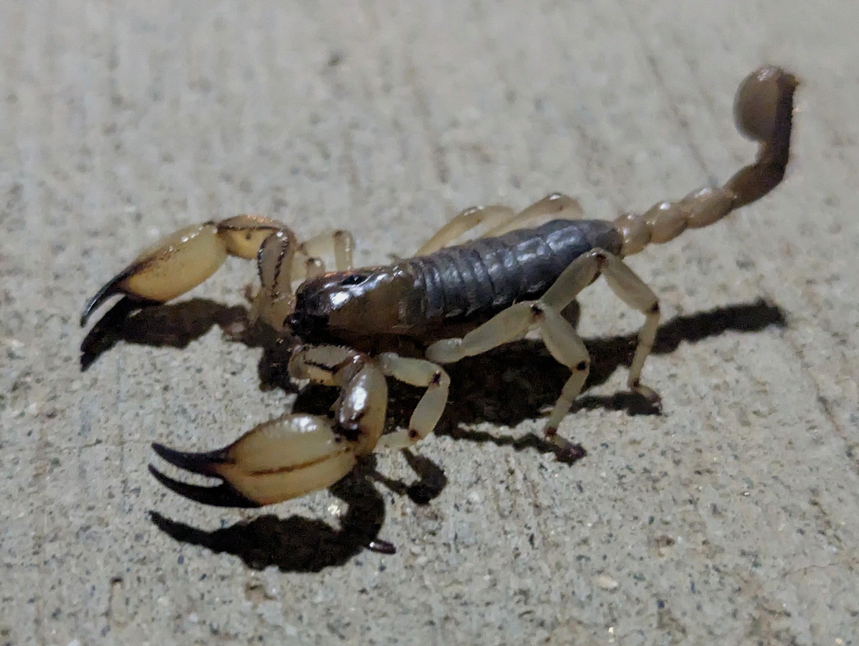 Close-up of a scorpion on rough concrete, with pale tan legs and pincers, a darker segmented body, and a curled tail with a stinger raised upward.
