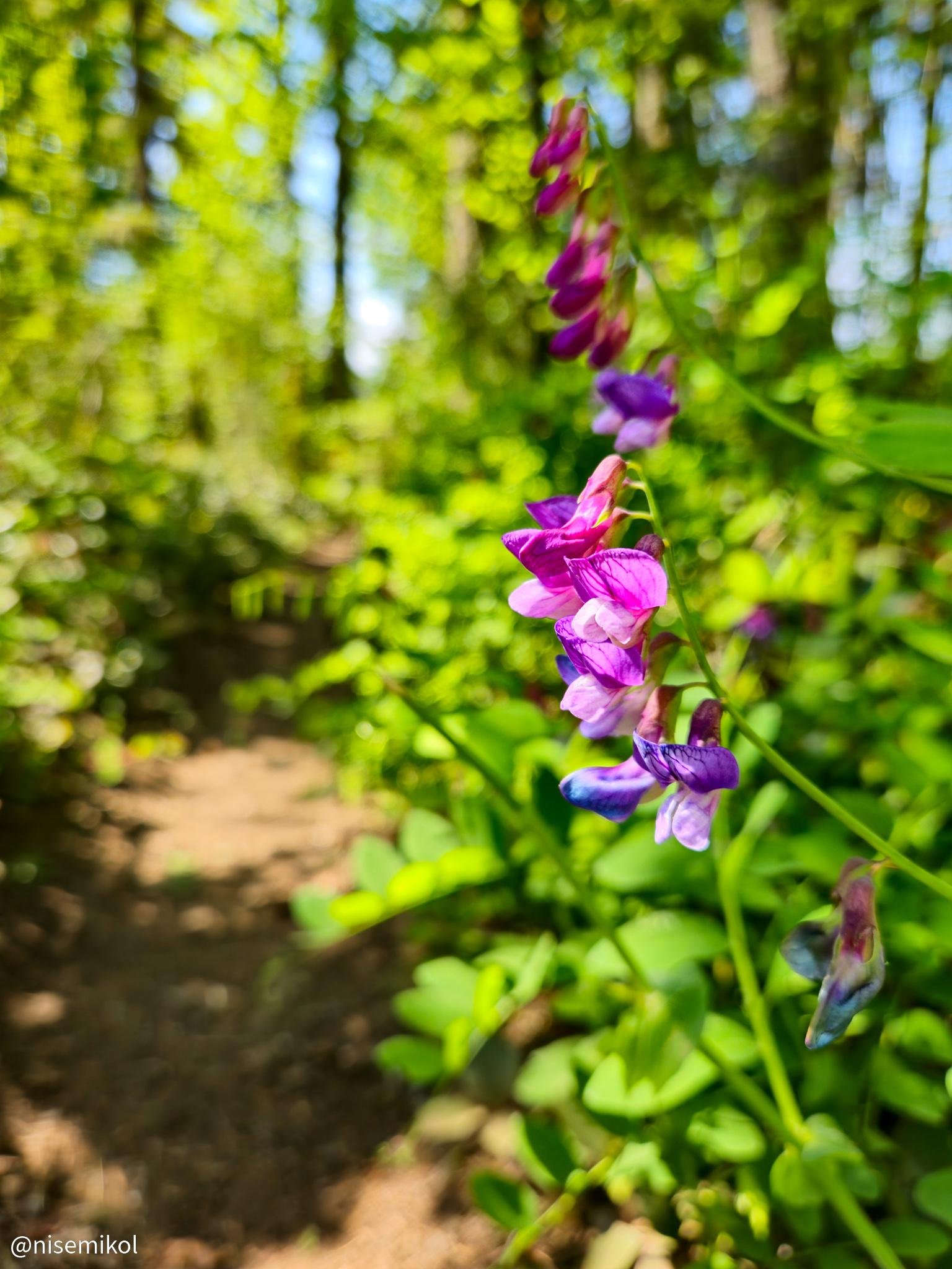 Purple flowers on a tall stem in the foreground, surrounded by lush green leaves. In the background, a dirt path winds through a sunlit forest with tall, blurred trees.