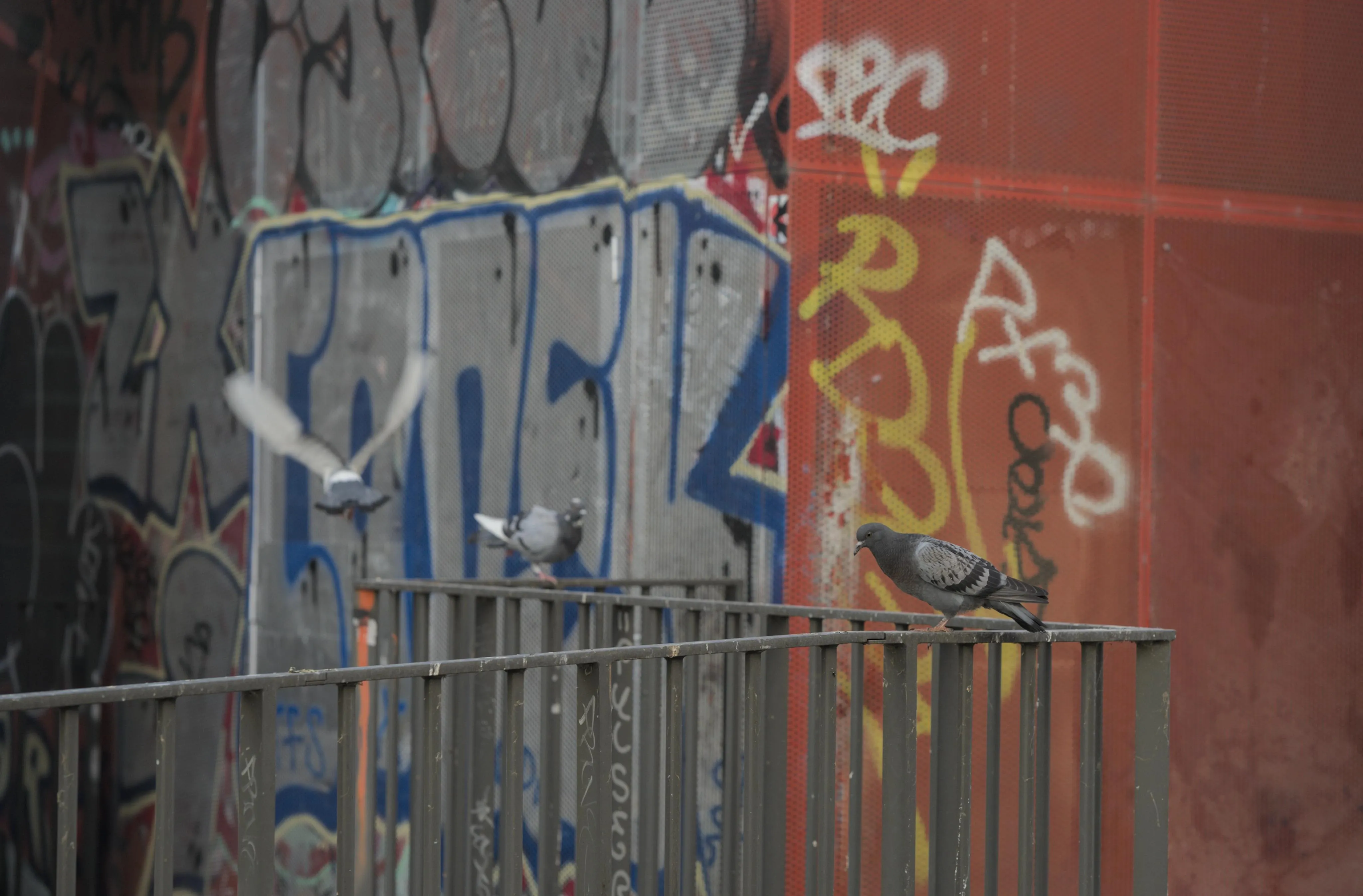 Photograph of three pigeons on a metallic handrail, with the graffiti-covered corner walls of a building in the background. One pigeon is sitting on the handrail in the foreground. One pigeon is flying with its wings extended in a blur. The last pigeon is sitting on the handrail in the background, close to the wall. The handrail makes 2 right angles in the frame, looking like a zig-zag from the camera's viewpoint.