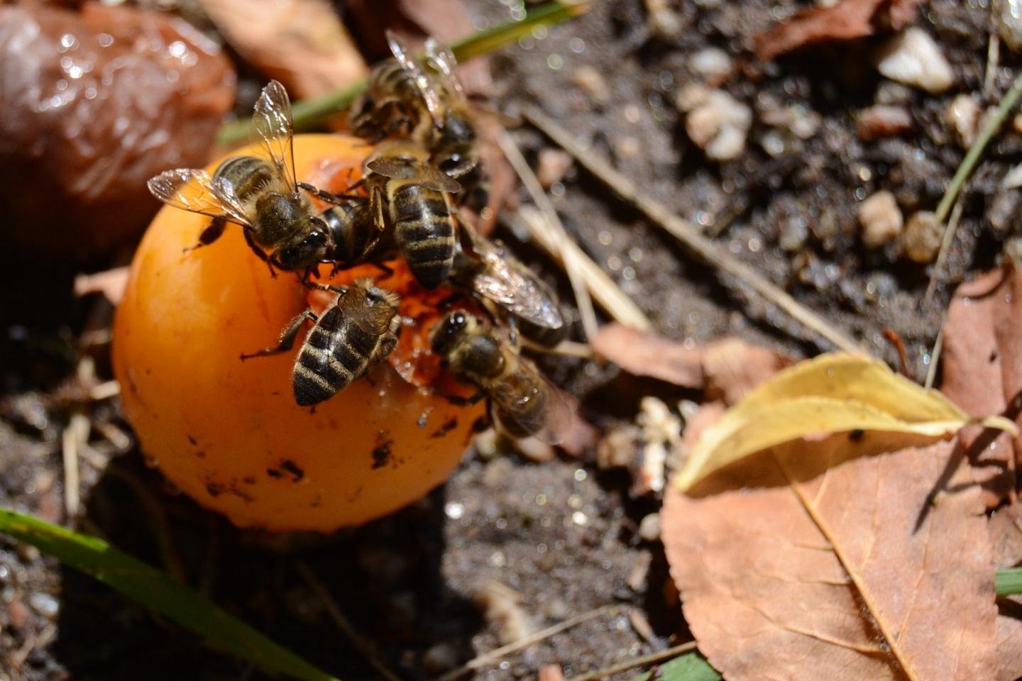 Un grupo de abejas libando lo dulce de una ciruela muy madura que cayó al suelo.