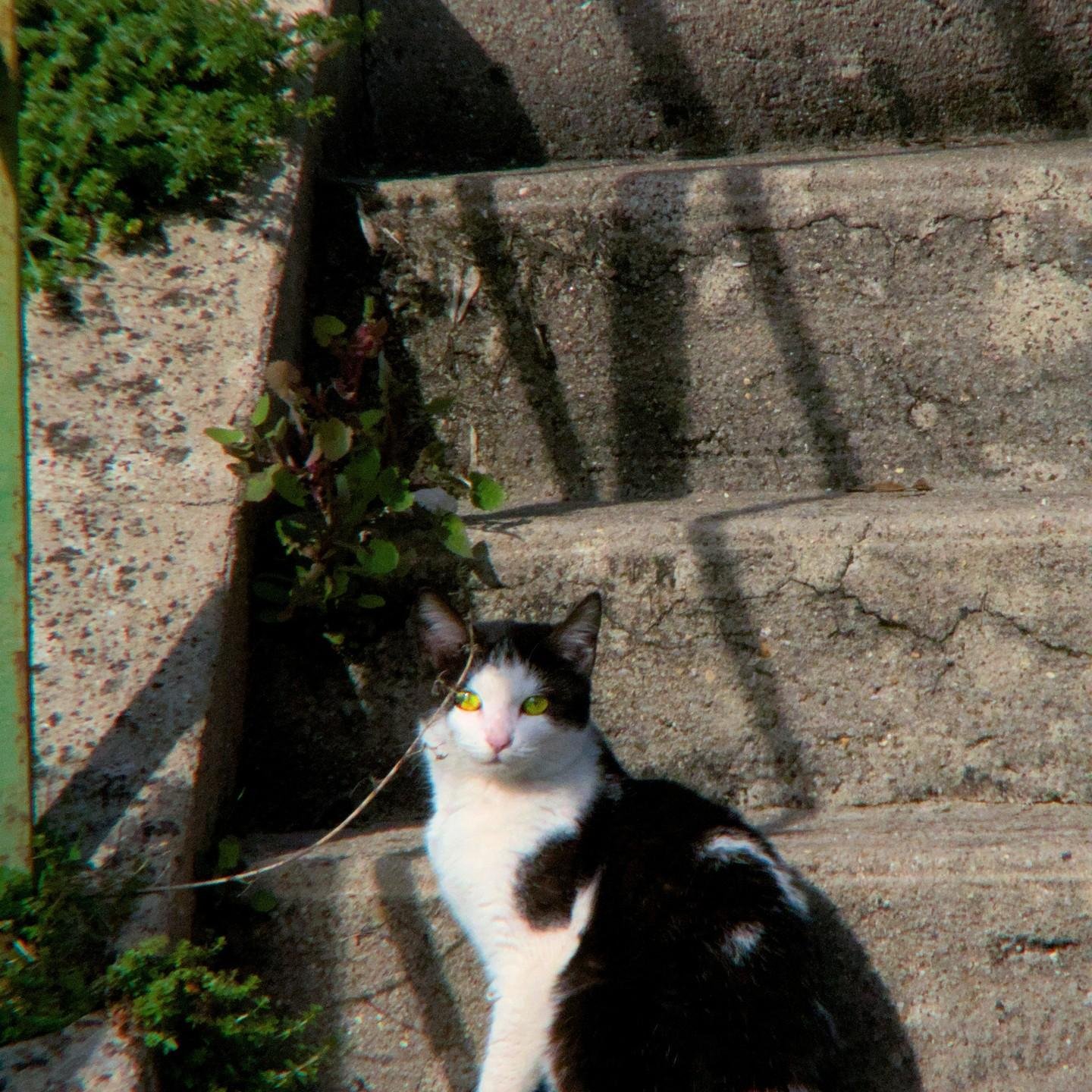 The image shows a black and white cat sitting on a set of outdoor stone steps. There are some plants growing between the cracks of the steps. The cat is looking directly at the camera.