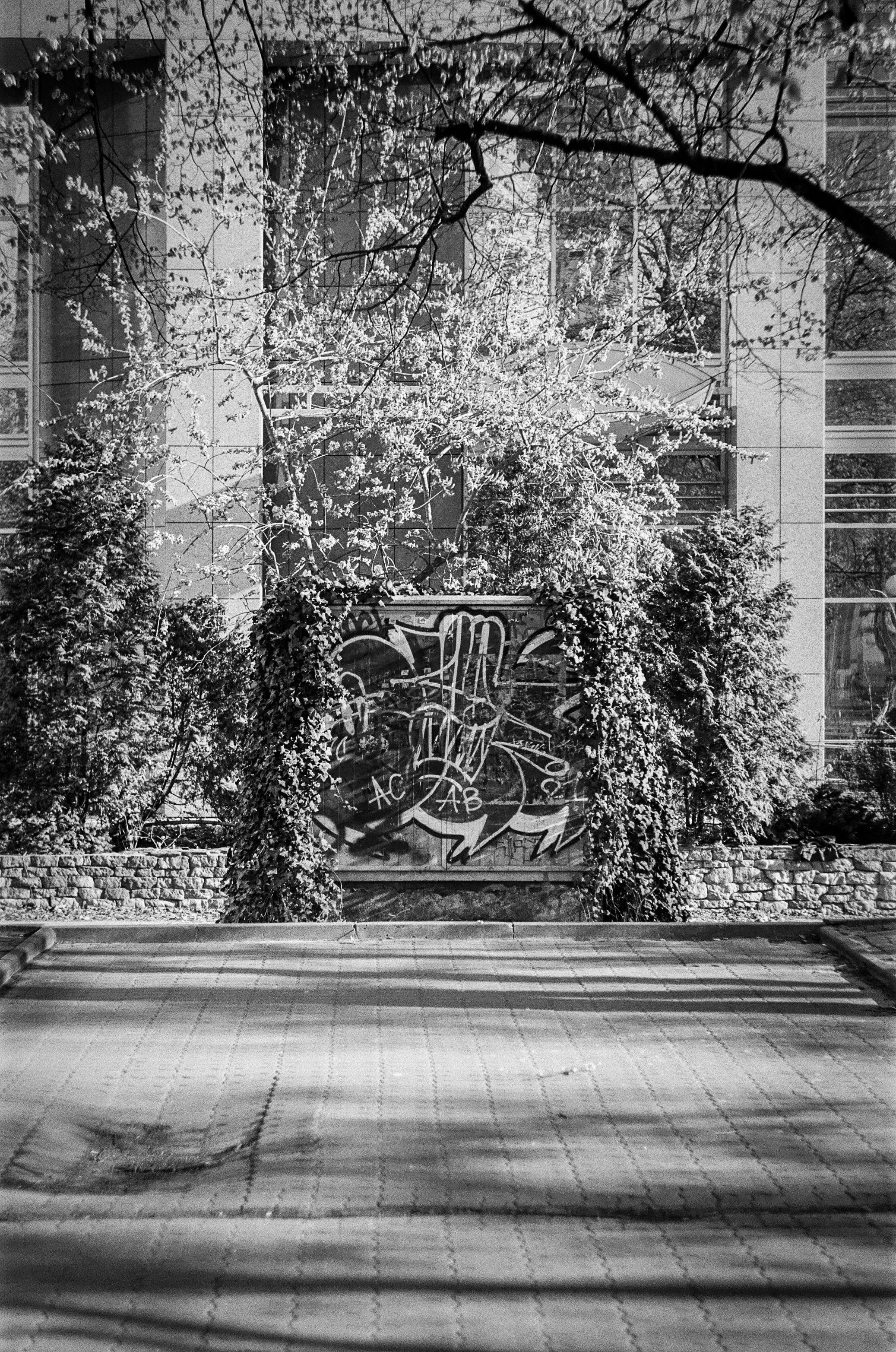 B&W film photo of an electrical box in the wild with "ACAB" spray painted on it