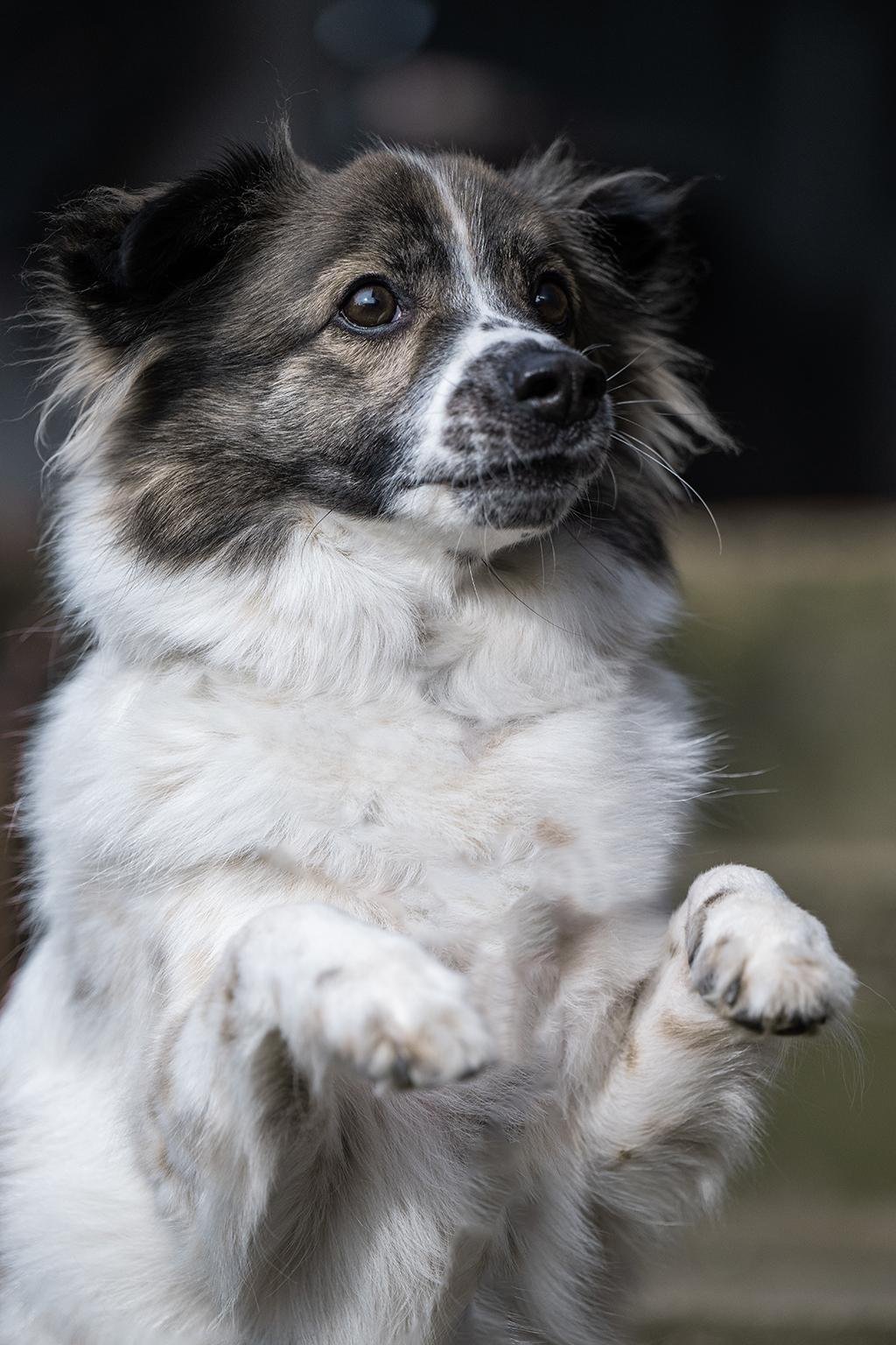 A dog begging on its hind legs.