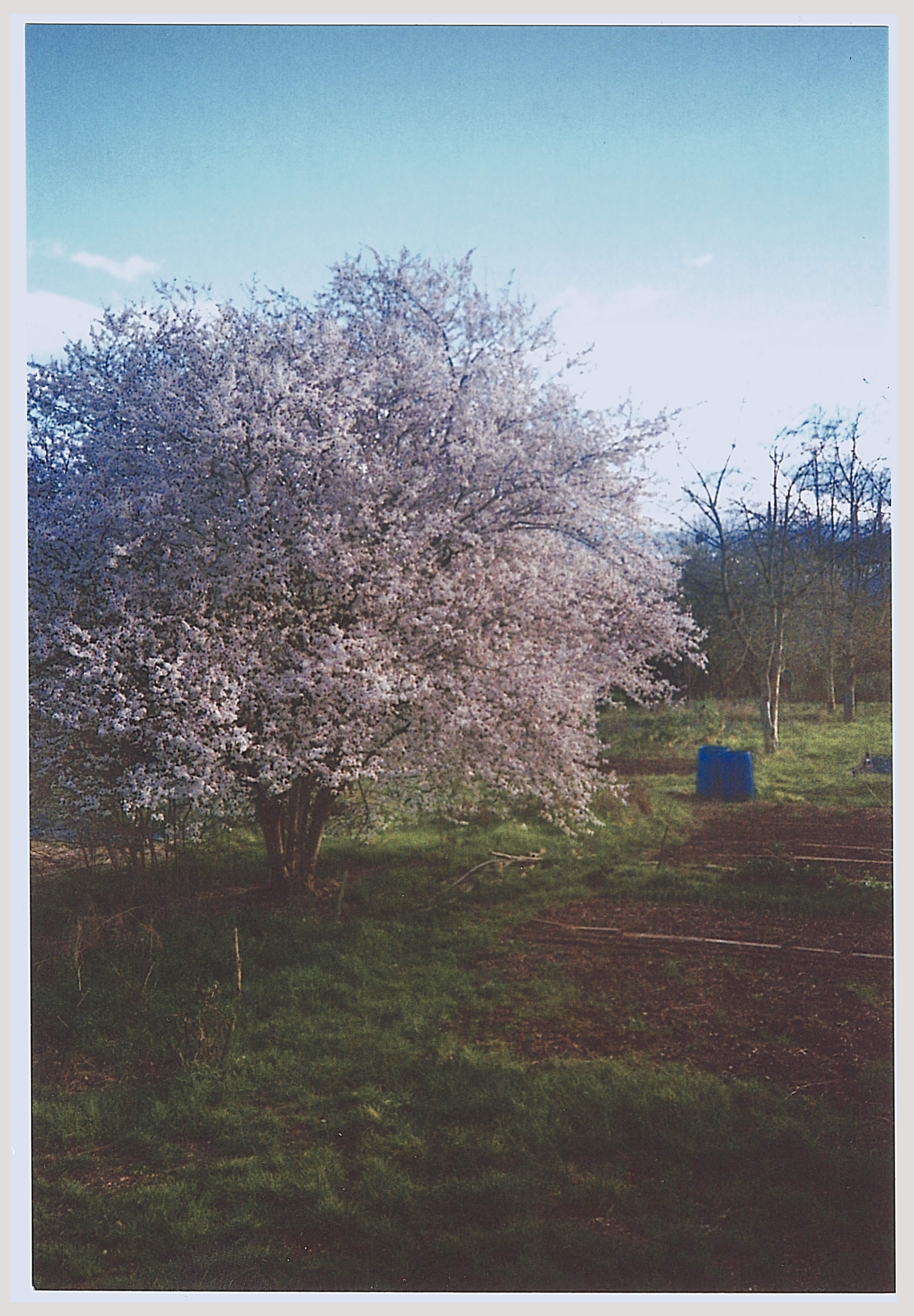 L'image montre la photographie d'un paysage avec un arbre en fleurs, probablement un cerisier, avec des fleurs blanc rosé. Il est situé dans une zone herbeuse avec un peu de terre nue visible, et il semble y avoir quelques autres arbres à proximité. Il y a également deux tonneaux bleus à l'arrière-plan. Le ciel est généralement clair et bleu avec quelques nuages légers.
L'image est de mauvaise qualité, aux couleurs fades.