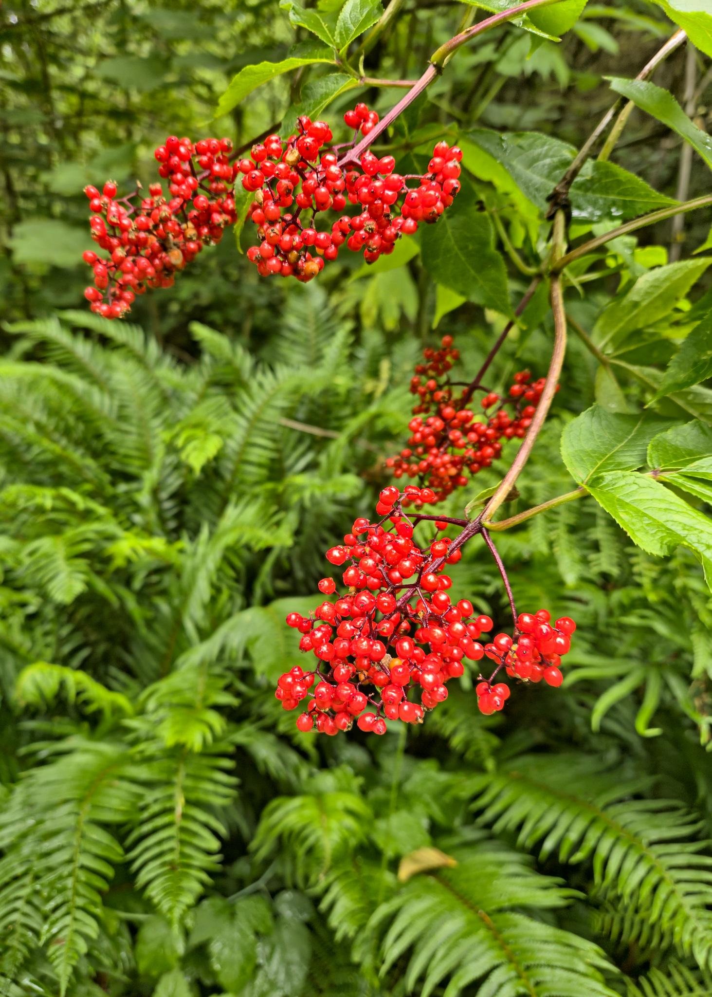 Clusters of bright red berries hanging from thin stems among green leaves, with dense fern fronds filling the blurred forest background.