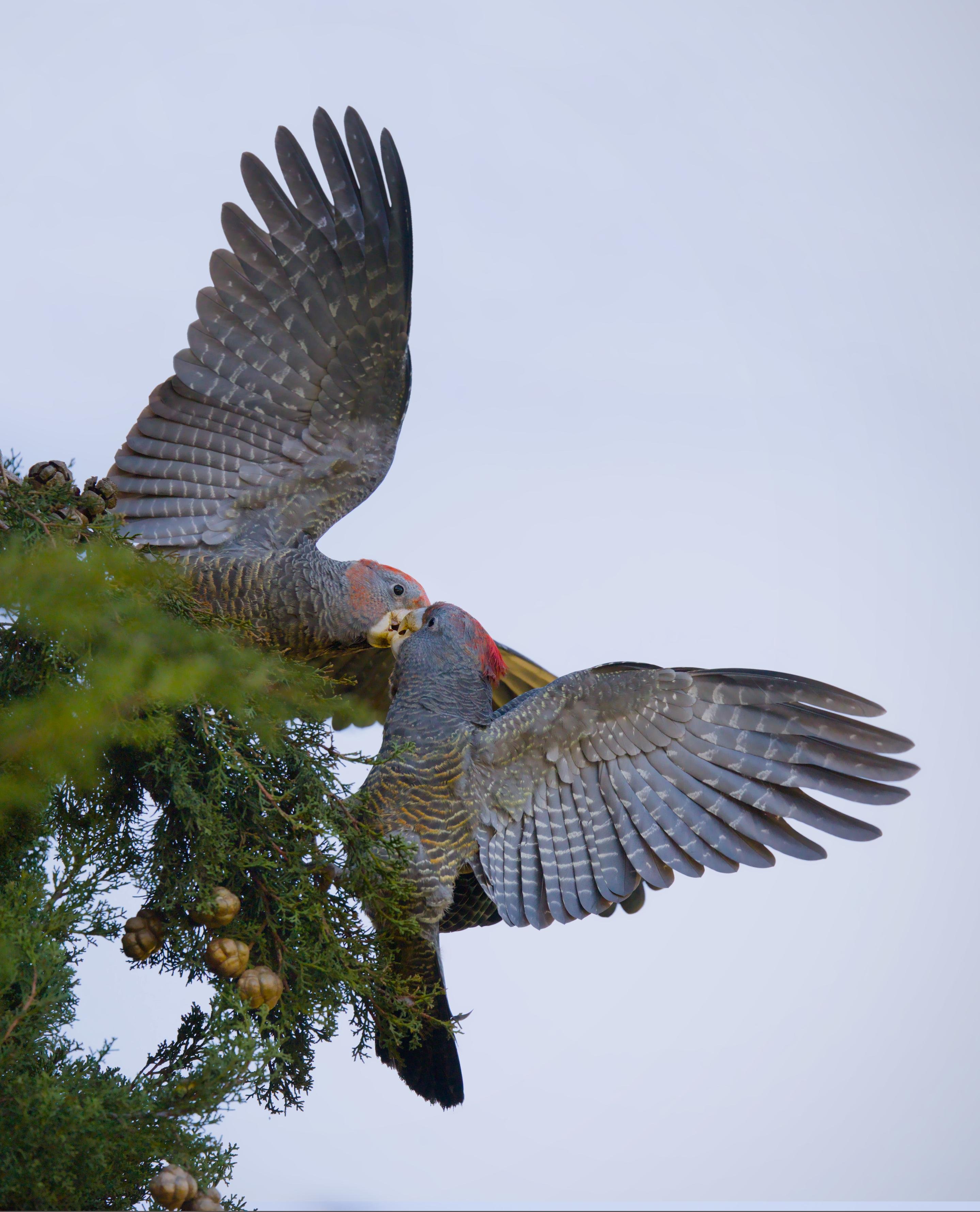 Two male gang gang cockatoos on a conifer branch, wings spread wide as one feeds the other; pale overcast sky in the background.