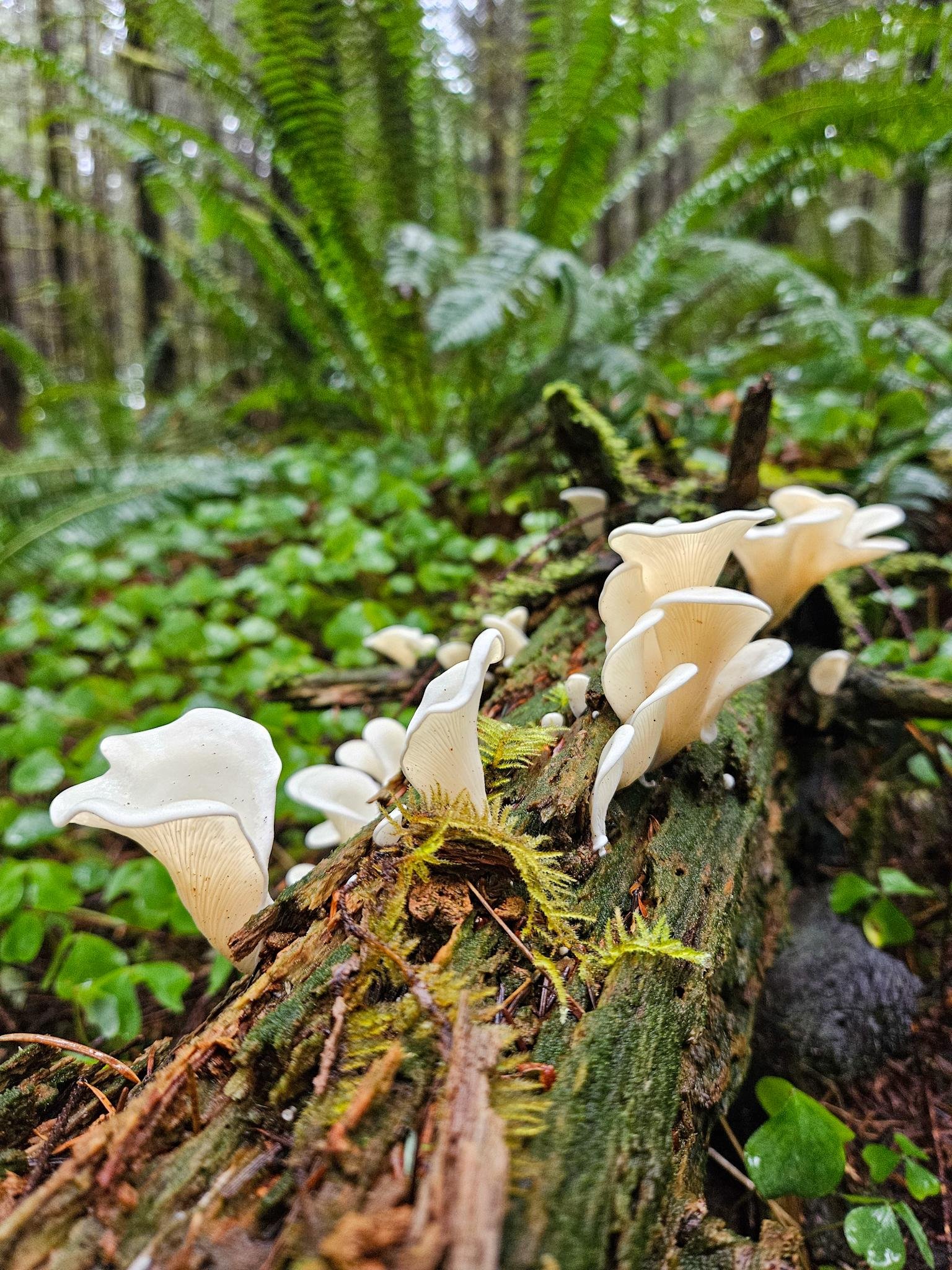 Cluster of white, fan-shaped mushrooms growing along a mossy fallen log in the foreground, with green ferns and blurred tree trunks in the forest background.