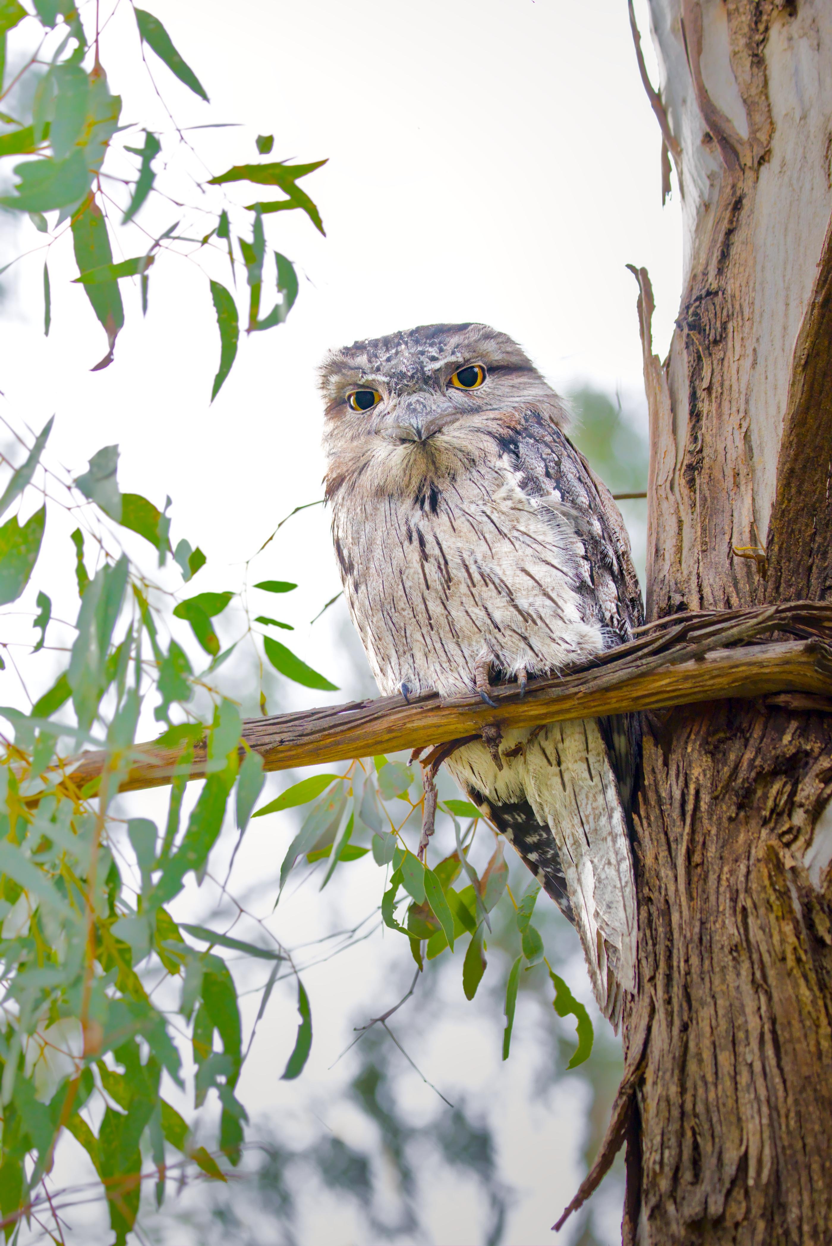 A Tawny Frogmouth perched on a horizontal branch beside a rough tree trunk, with green leaves hanging in the foreground against a bright, overcast sky.