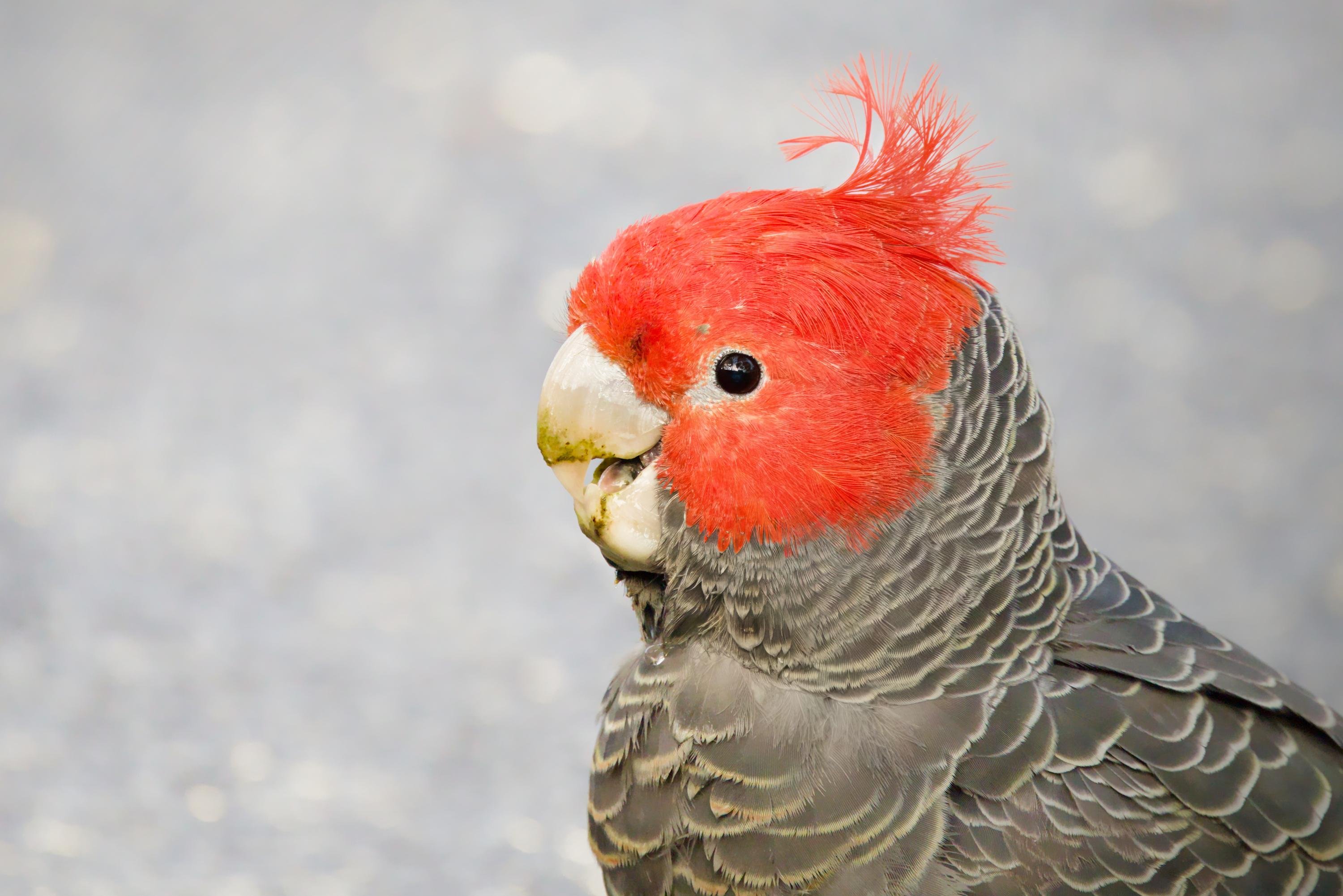 Close-up side profile of a male gang gang with a bright red head and crest, pale beak, and gray scalloped feathers against a blurred light background.