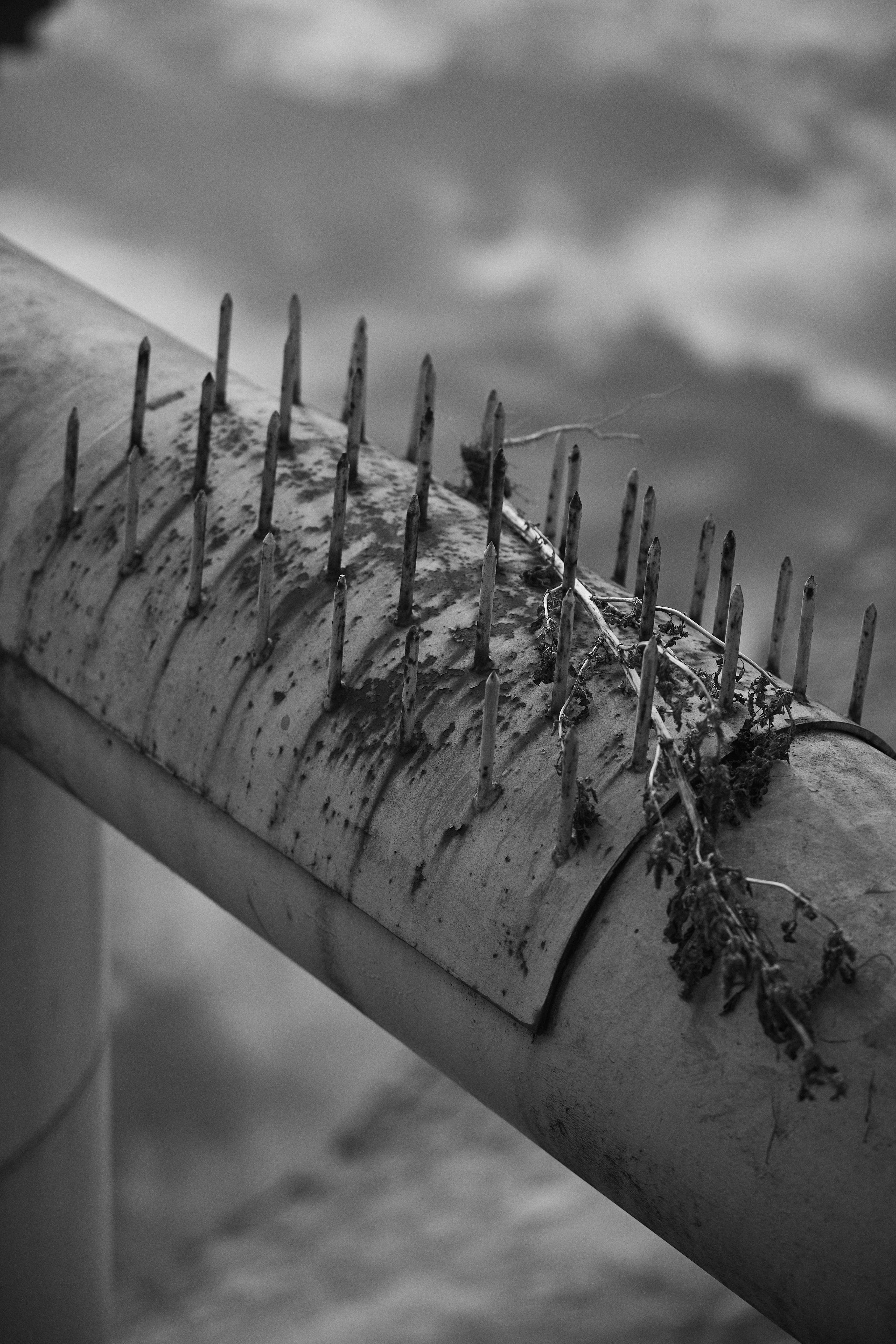 The image shows a curved metal surface with sharp spikes or deterrents mounted on it, designed to prevent birds from landing. There appears to be debris or foliage caught among the spikes. The photo is in black and white, giving it a stark contrast.