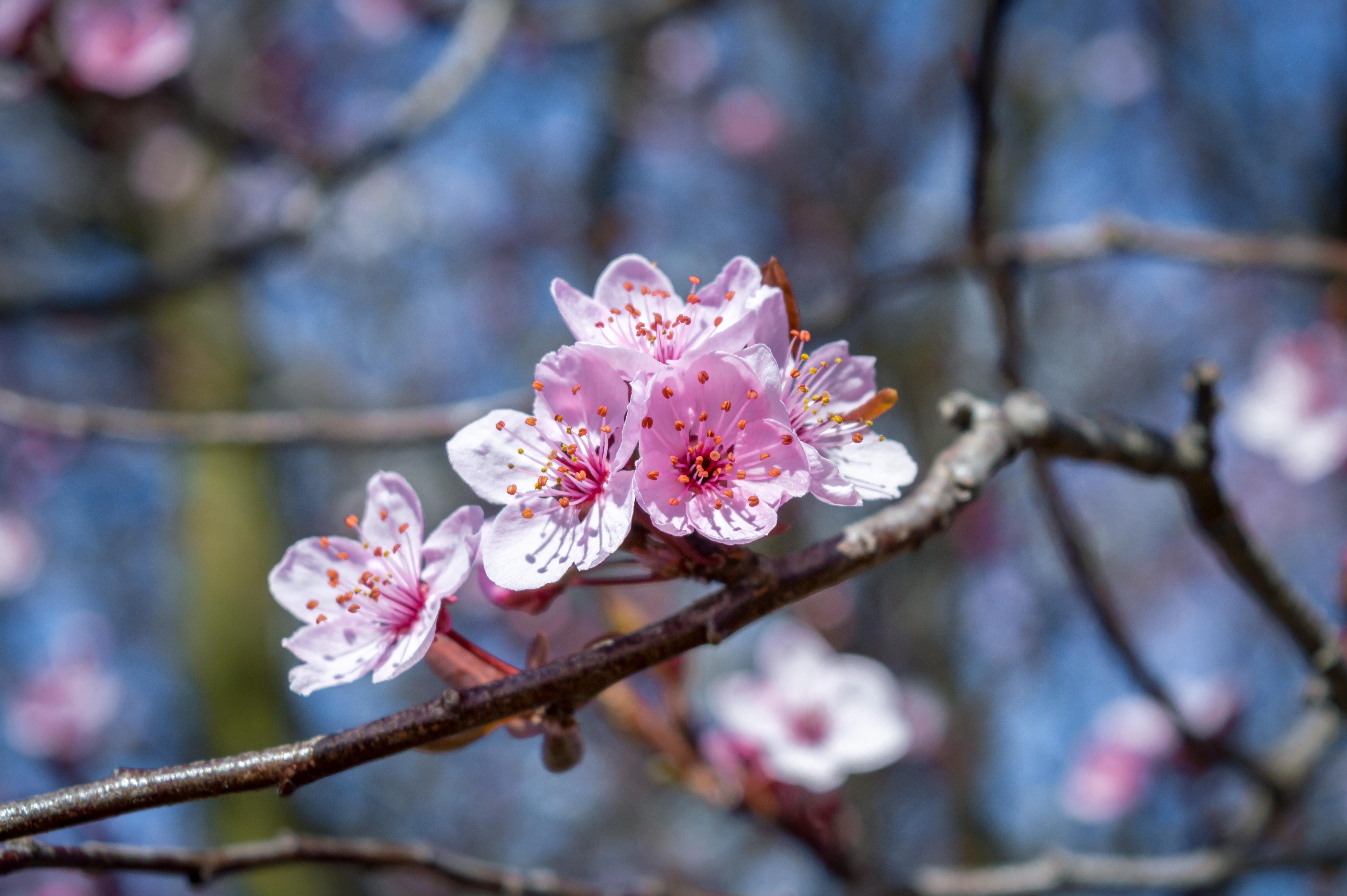 Blossoming flowers on a tree