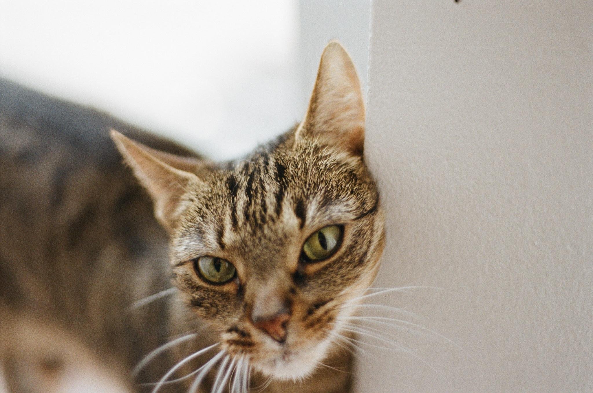 Close-up of a tabby cat with green eyes and white whiskers, leaning its head against a white wall with the body blurred in the background.