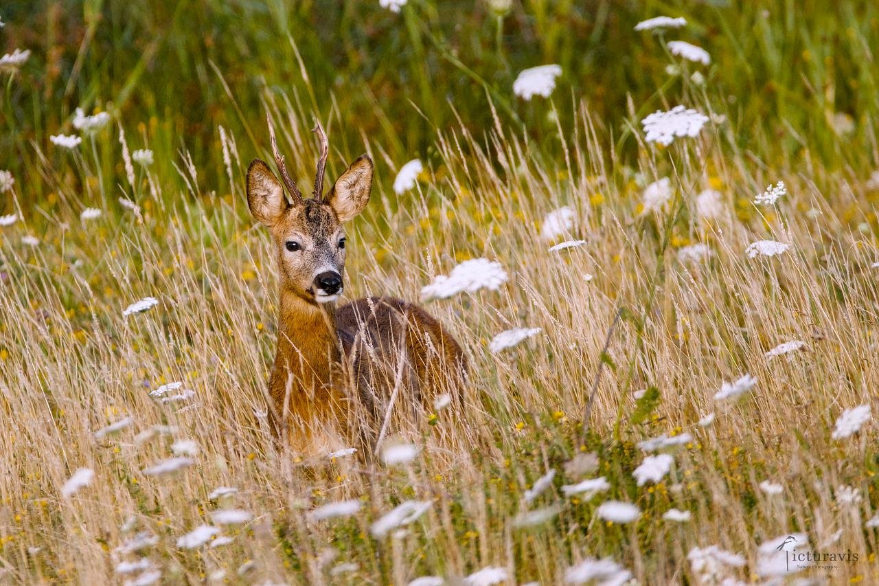 A brown deer with small antlers standing in a meadow with high brown grass and many white and yellow flowers around. It looks in the direction of the camera, but slightly to the right.