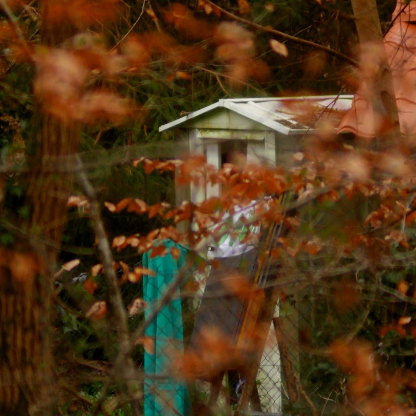 The image shows an outdoor scene with a small structure or playhouse partially obscured by trees and foliage. The leaves appear to be brown, suggesting an autumn setting. There is also a fence and some poles visible in the foreground.