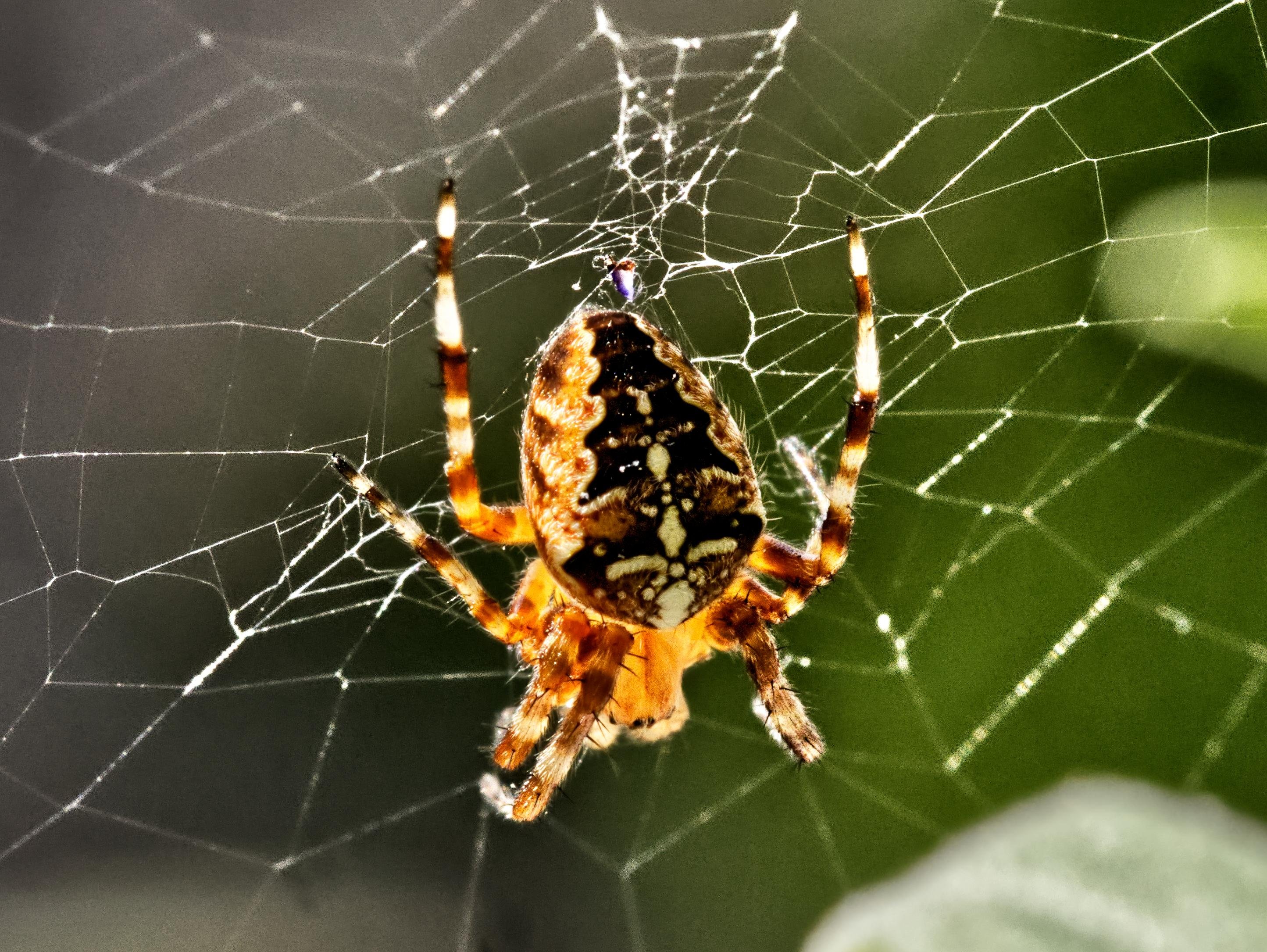 A brown spider with a distinct pattern on its back sits in the center of its web. The web's intricate strands are visible, stretching outwards. The background is blurred, emphasizing the sharp details of the spider and its web.