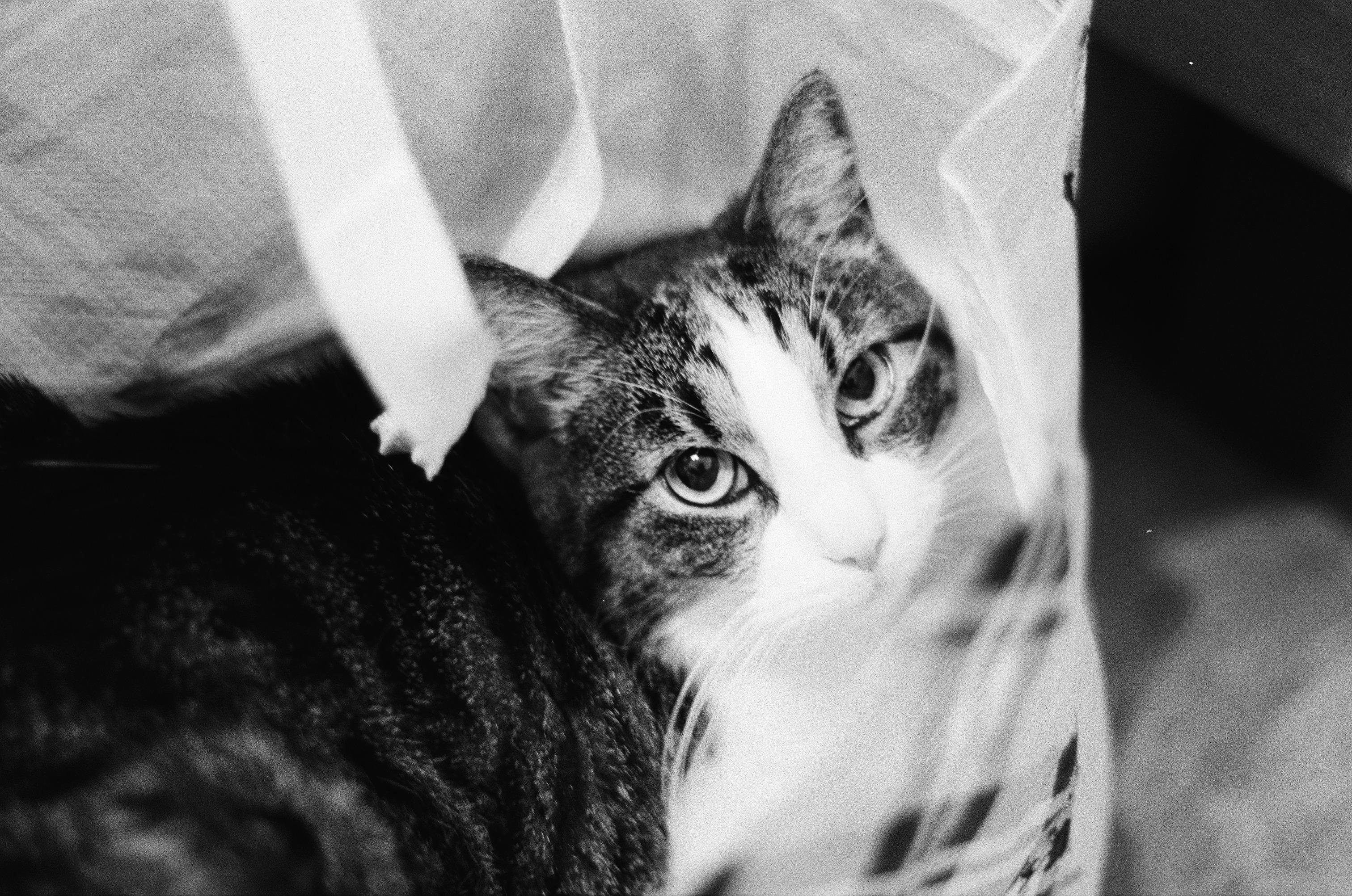The image shows a cat nestled inside a bag. It's a black and white photo. The cat has a focused, curious expression.