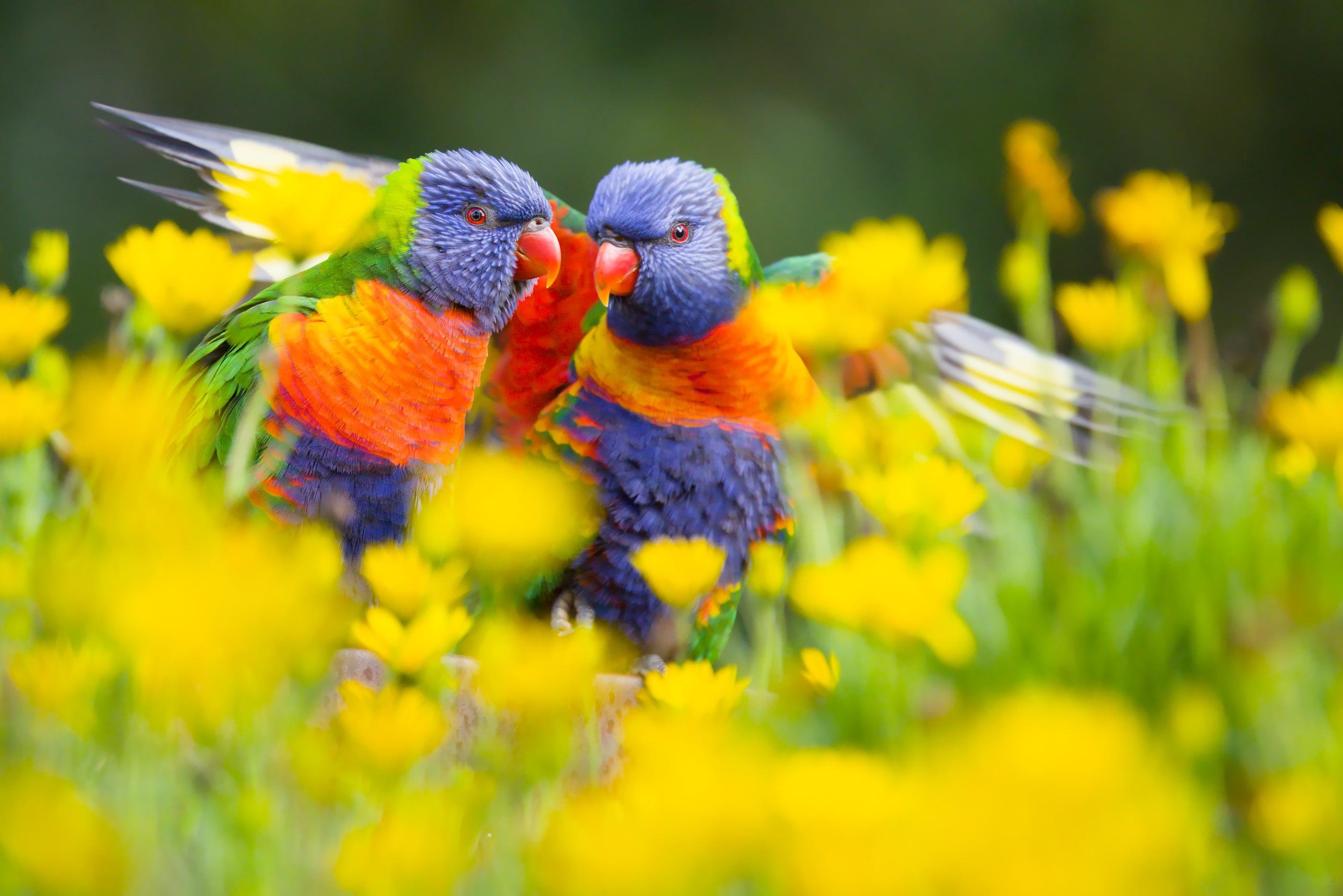 Two rainbow lorikeets facing each other among yellow wildflowers, with wings partly spread and a blurred green background.