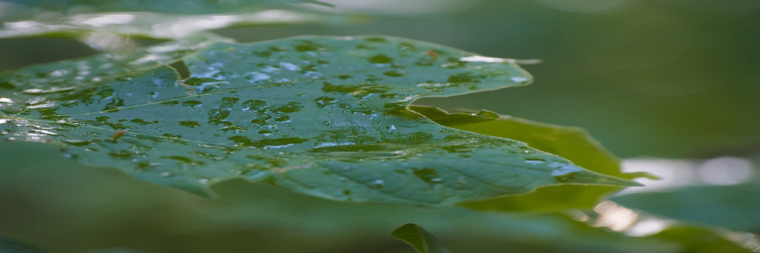 header profile