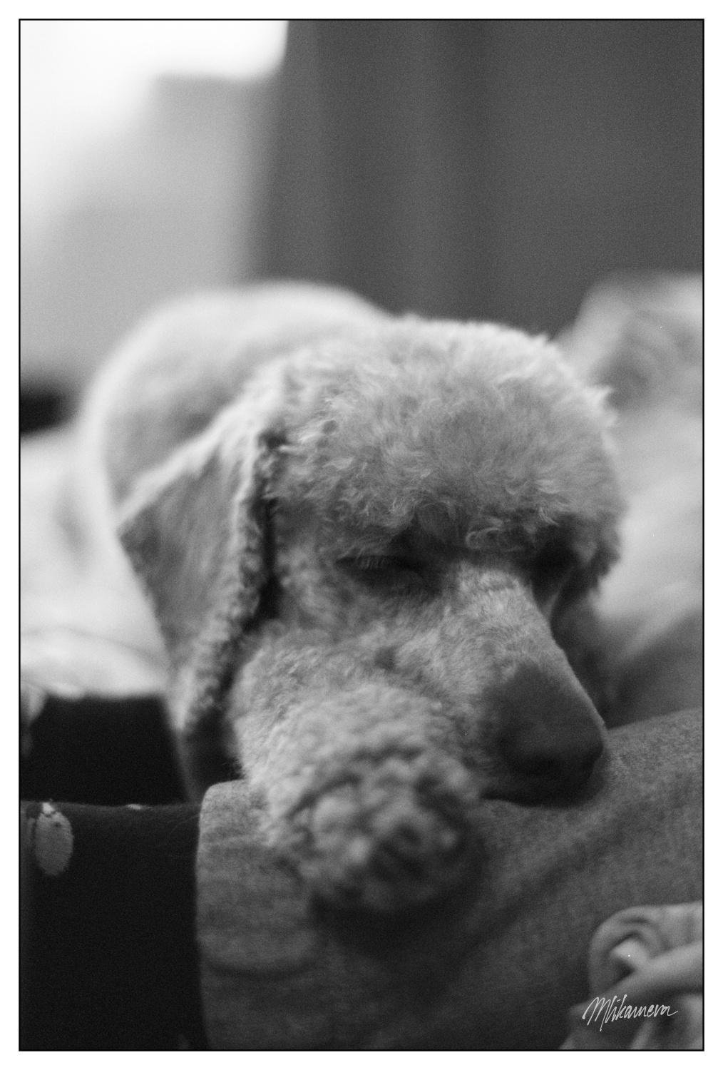 A monochrome portrait photo of a laying short-groomed poodle, head resting on paws