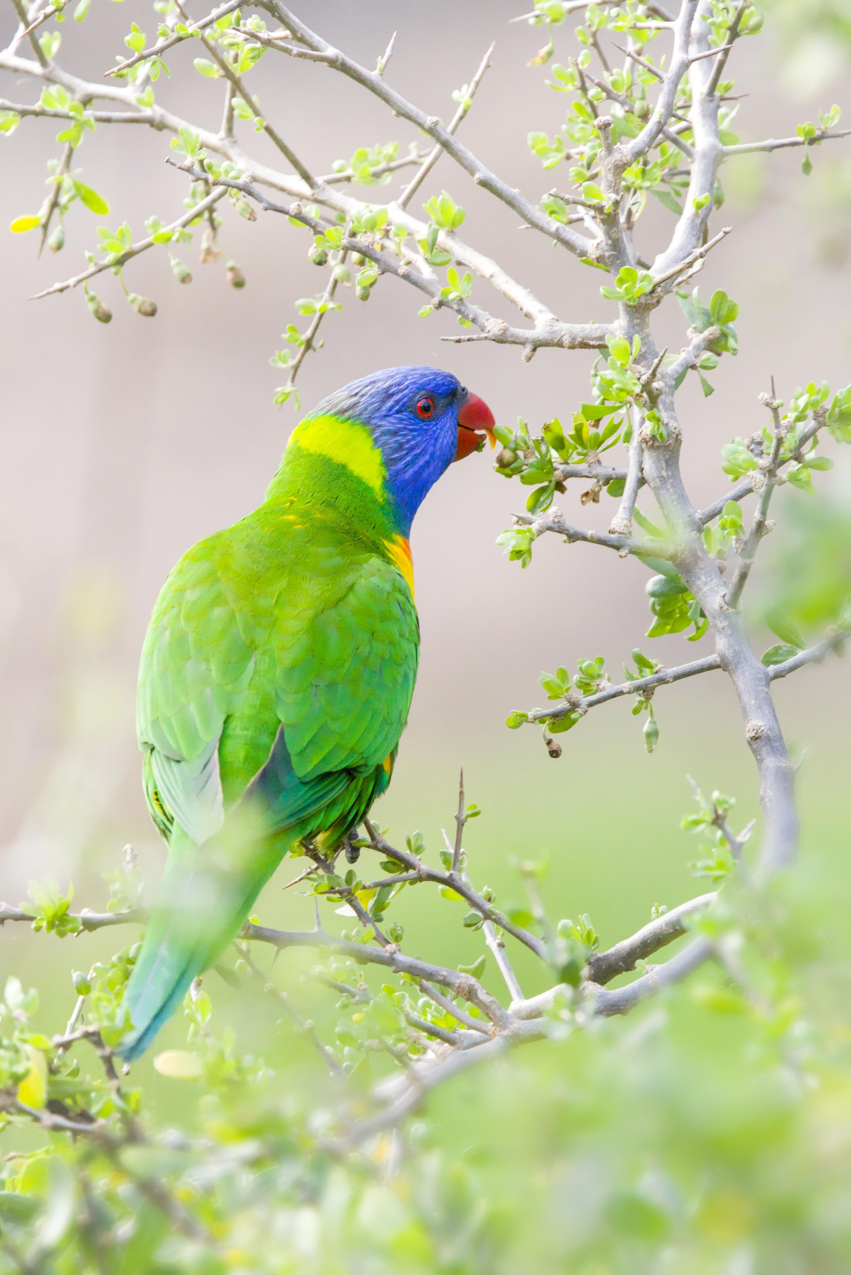 A rainbow lorikeet perched on a thin branch with small green leaves, facing right against a blurred pale background.