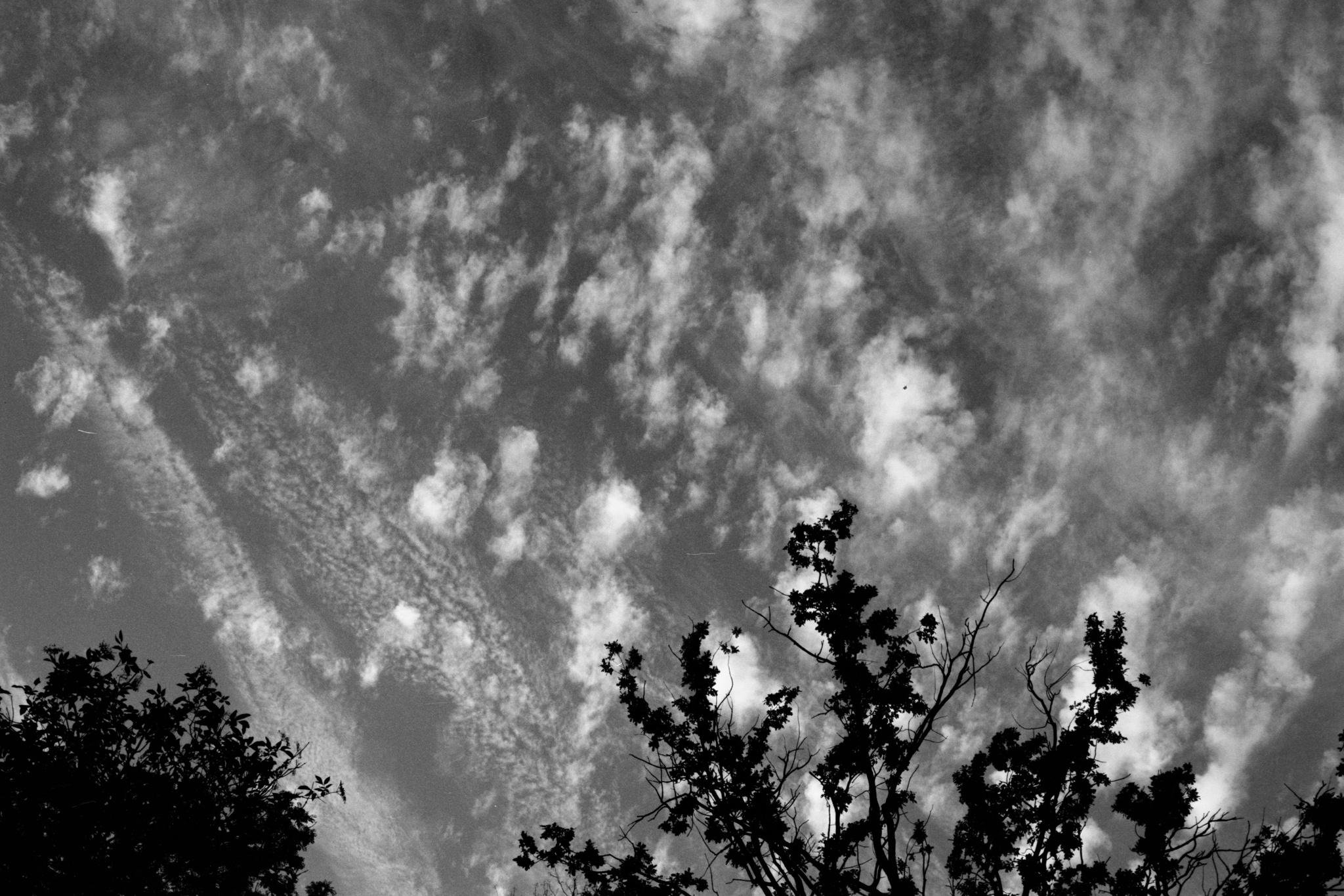 Black-and-white view of a sky filled with scattered, textured clouds, with dark silhouettes of tree tops and branches along the bottom edge.