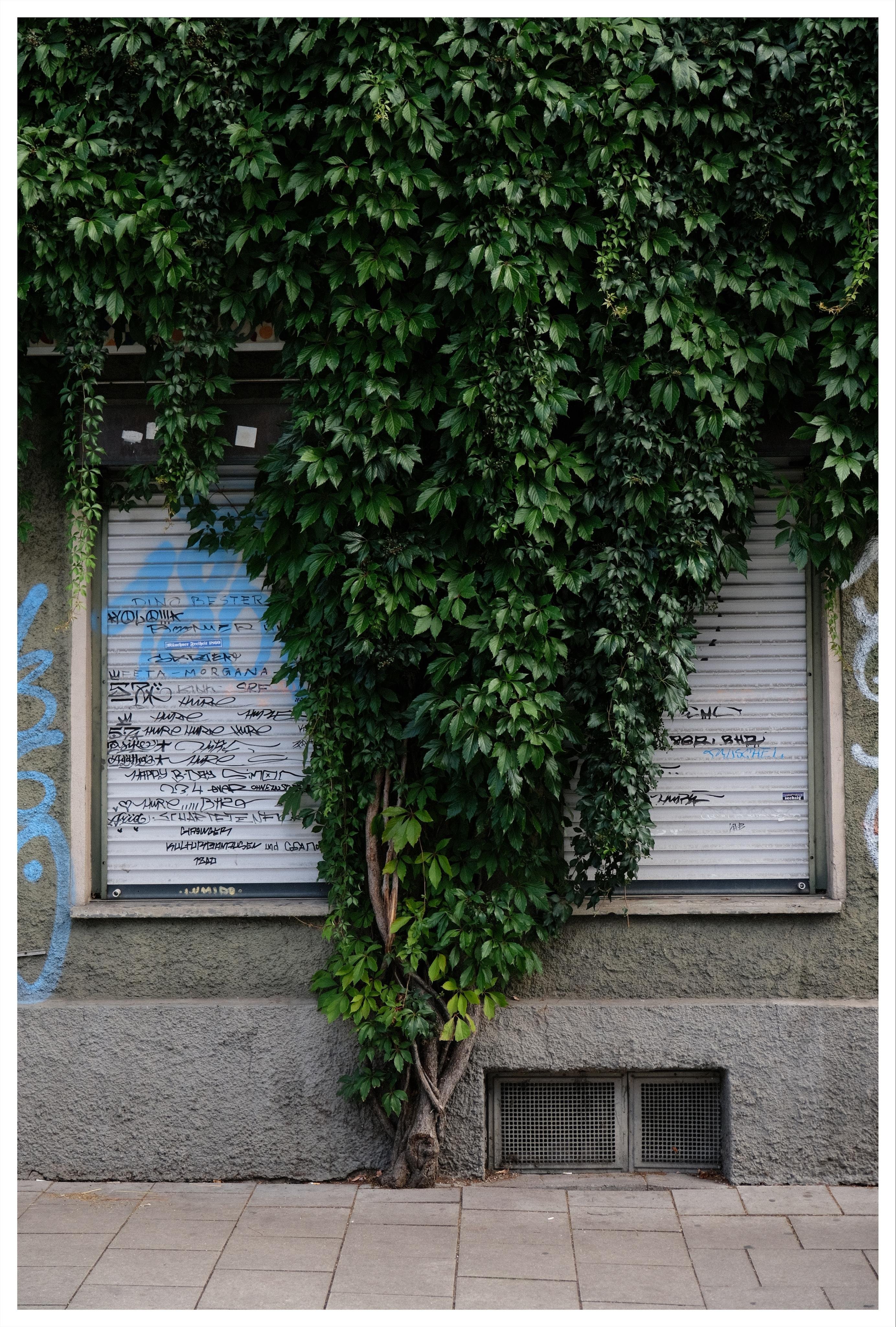 Dense green ivy growing up a building facade in a V-shape between two windows, partly covering both. The windows have closed white metal shutters marked with graffiti for the local football club „1860“; pavement tiles in the foreground.